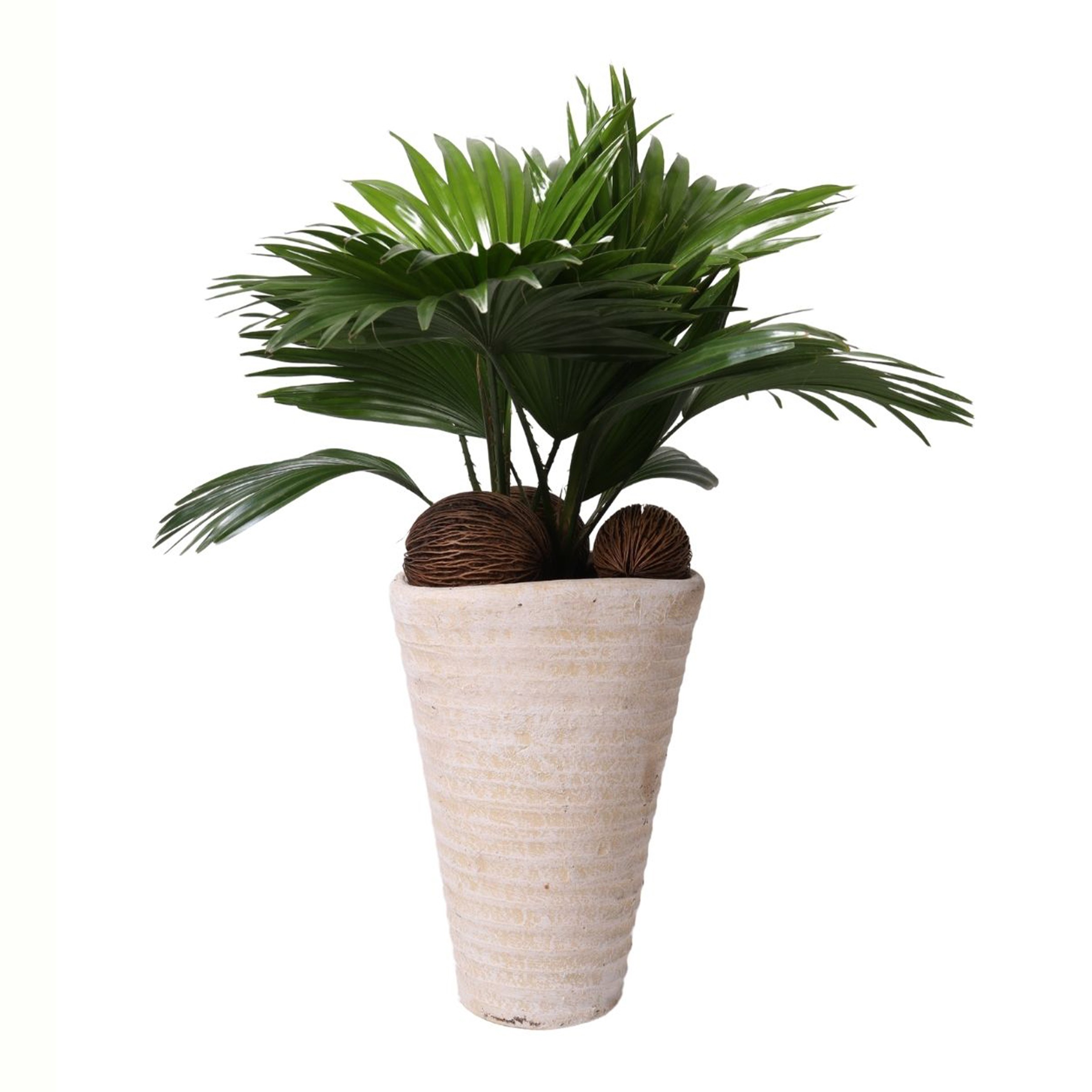 Beyaz Dekoratif Saksılı Livistona Palmiyesi (Livistona Rotundifolia)