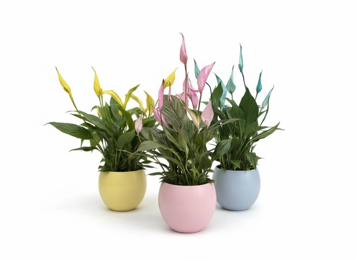 Dekoratif Saksılı Renkli Barış Çiçeği (Yelken Bitkisi - Spatifilyum)