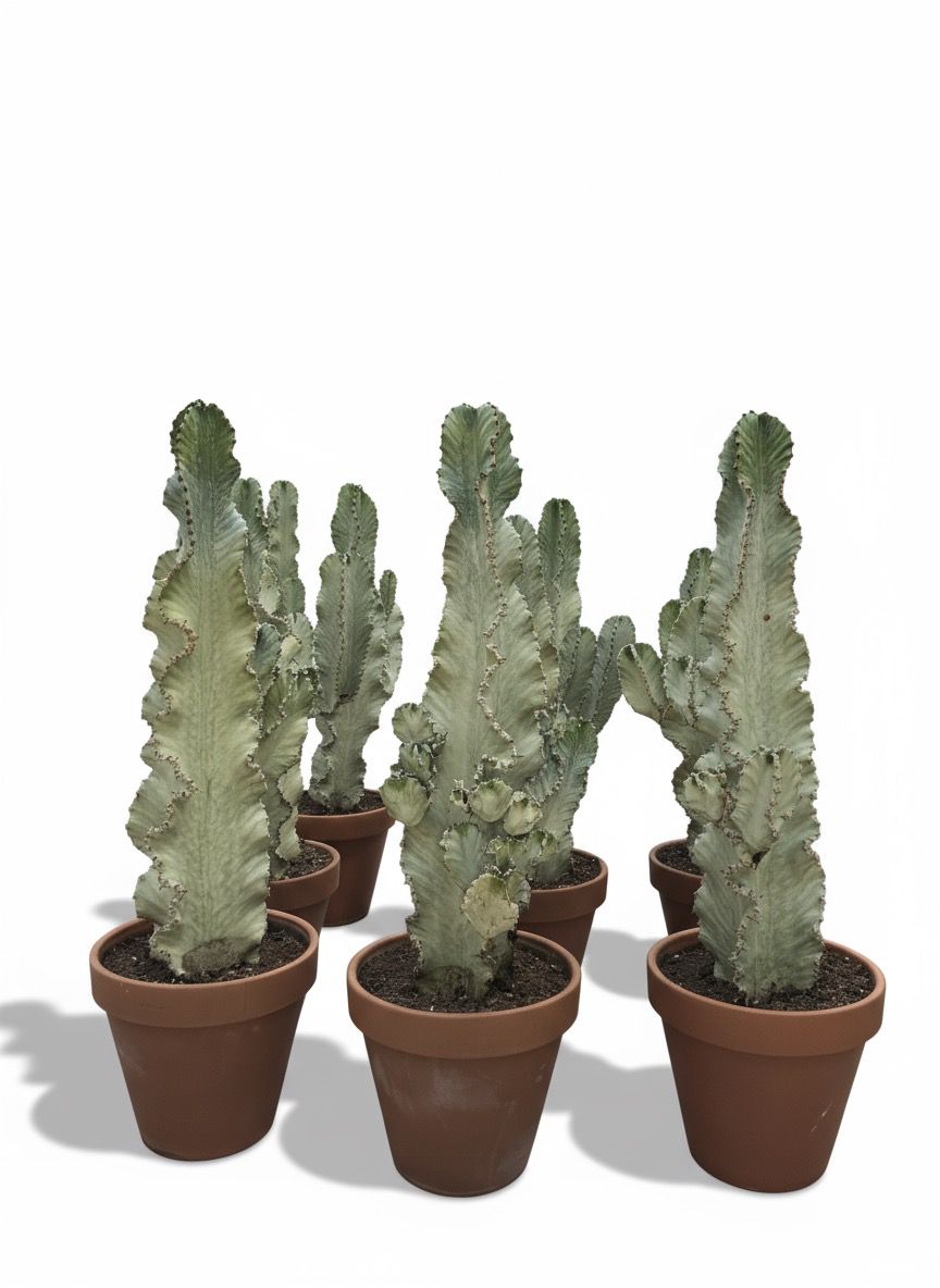 Büyük Kovboy Kaktüs (Süt Ağacı - Euphorbia Ingens Variegata)