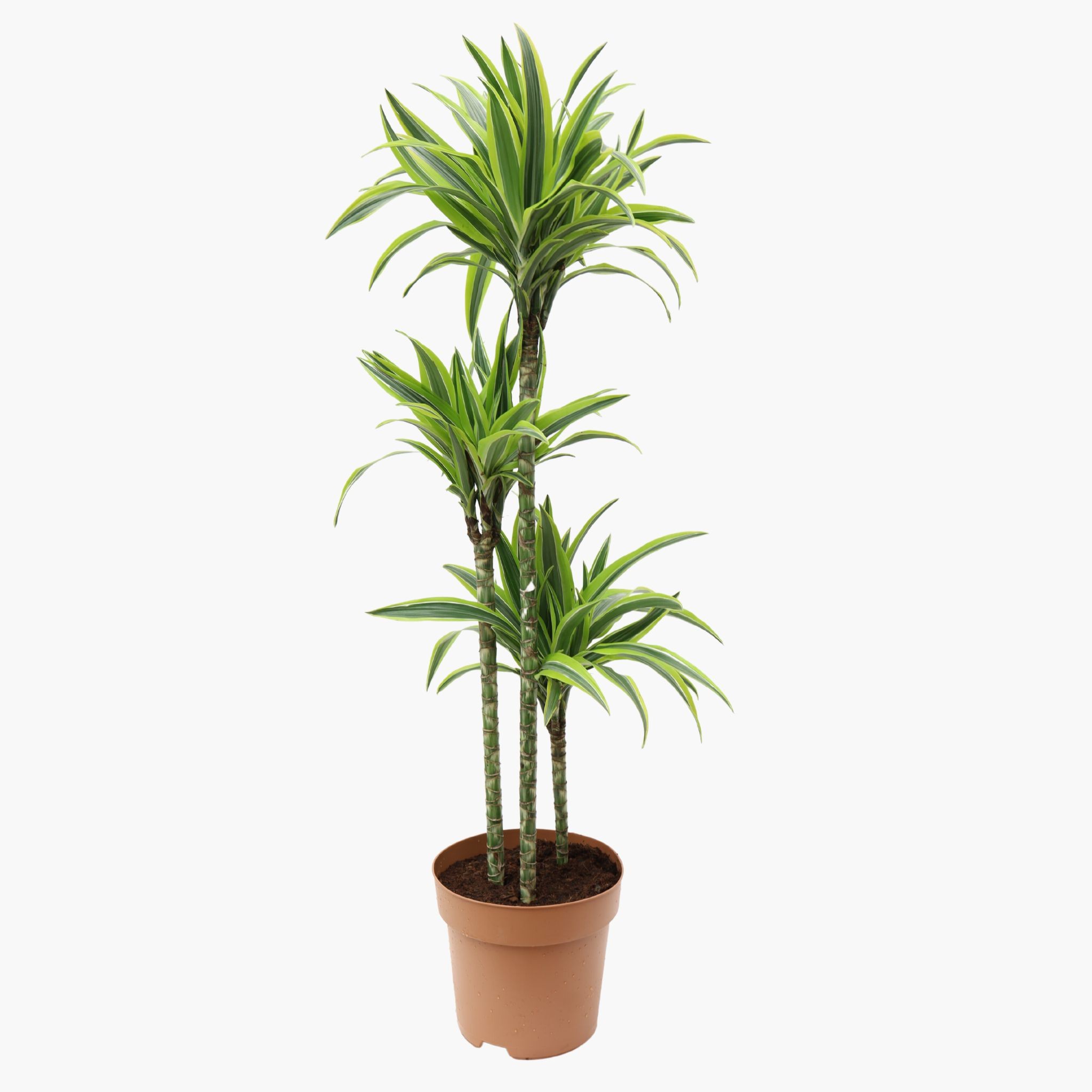 3 Gövdeli Dracaena Lemon Lime - XL (Dracena Fragrans)