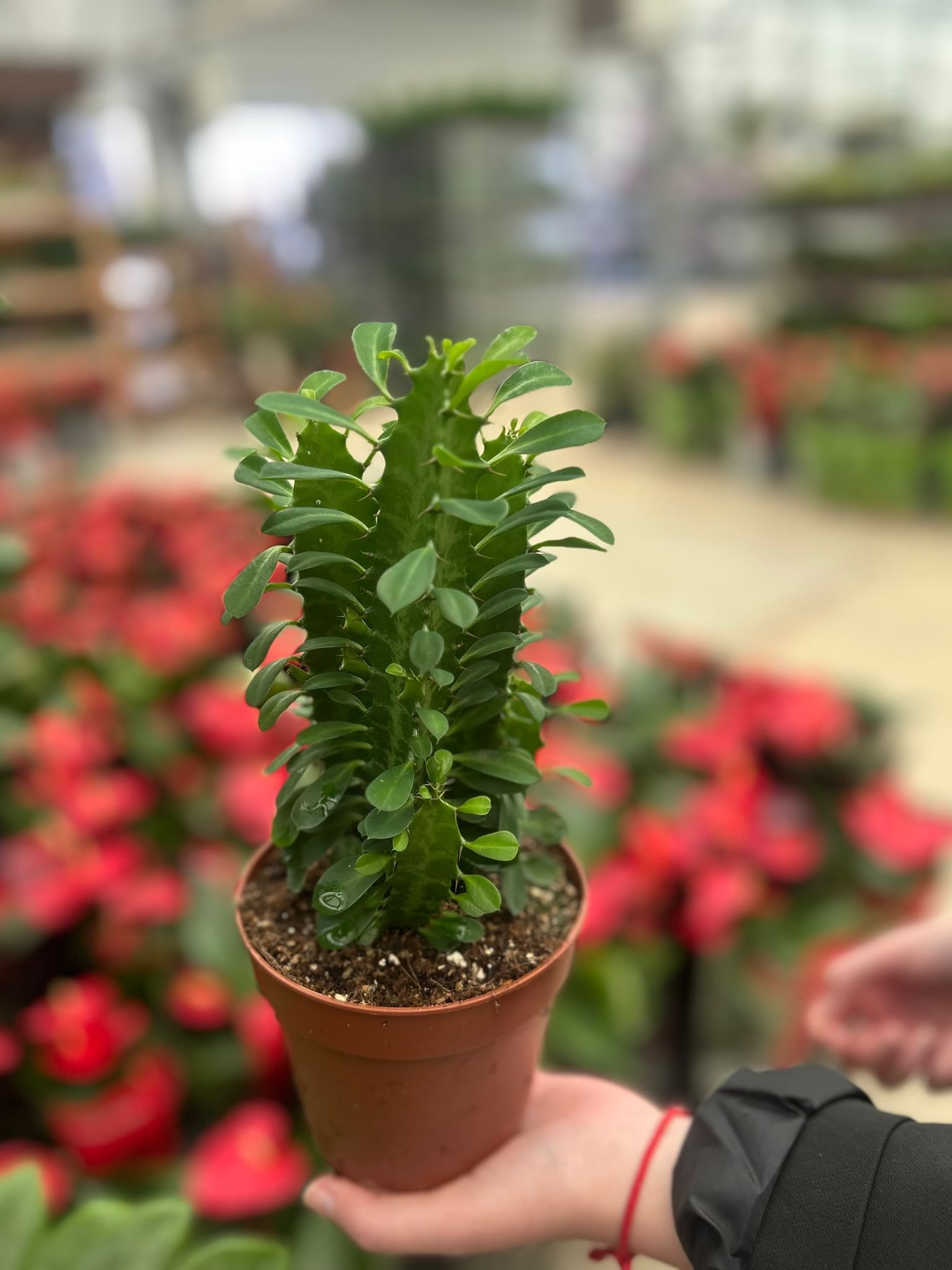 Afrika Süt Ağacı Kaktüs (Euphorbia Trigona Rubra Small-Green)