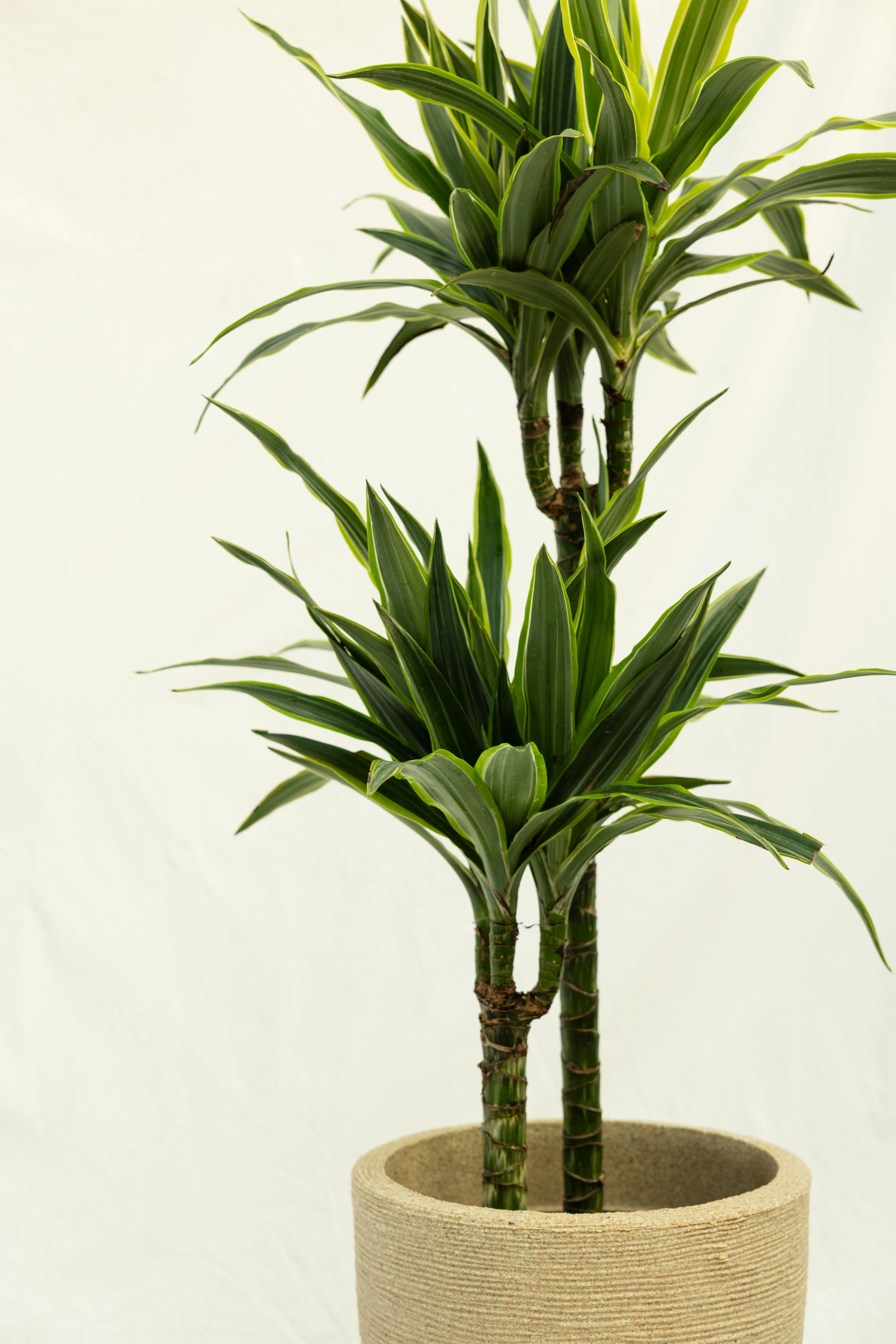 2 Gövdeli Büyük Dracaena Lemon Lime (Dracena Fragrans)
