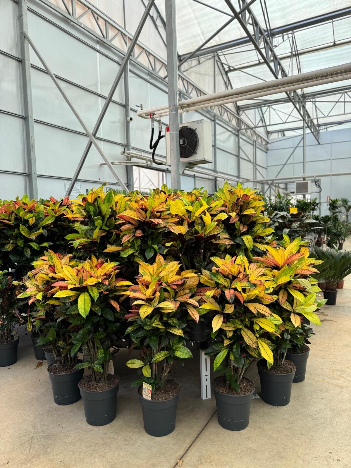Kroton Bitkisi XL (Kraton - Croton Iceton)