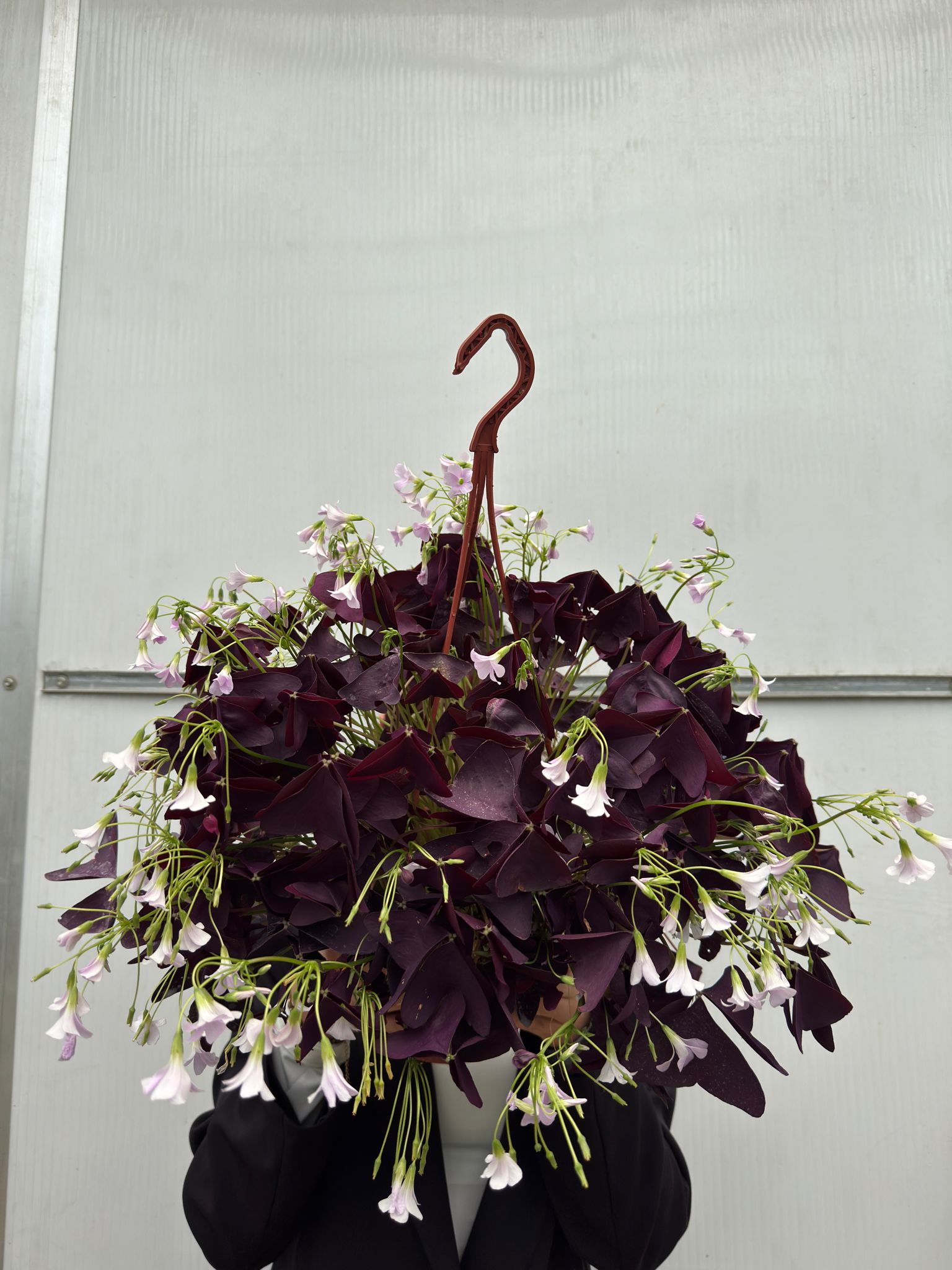Askılı Mor Süs Yoncası (Oxalis Triangularis)