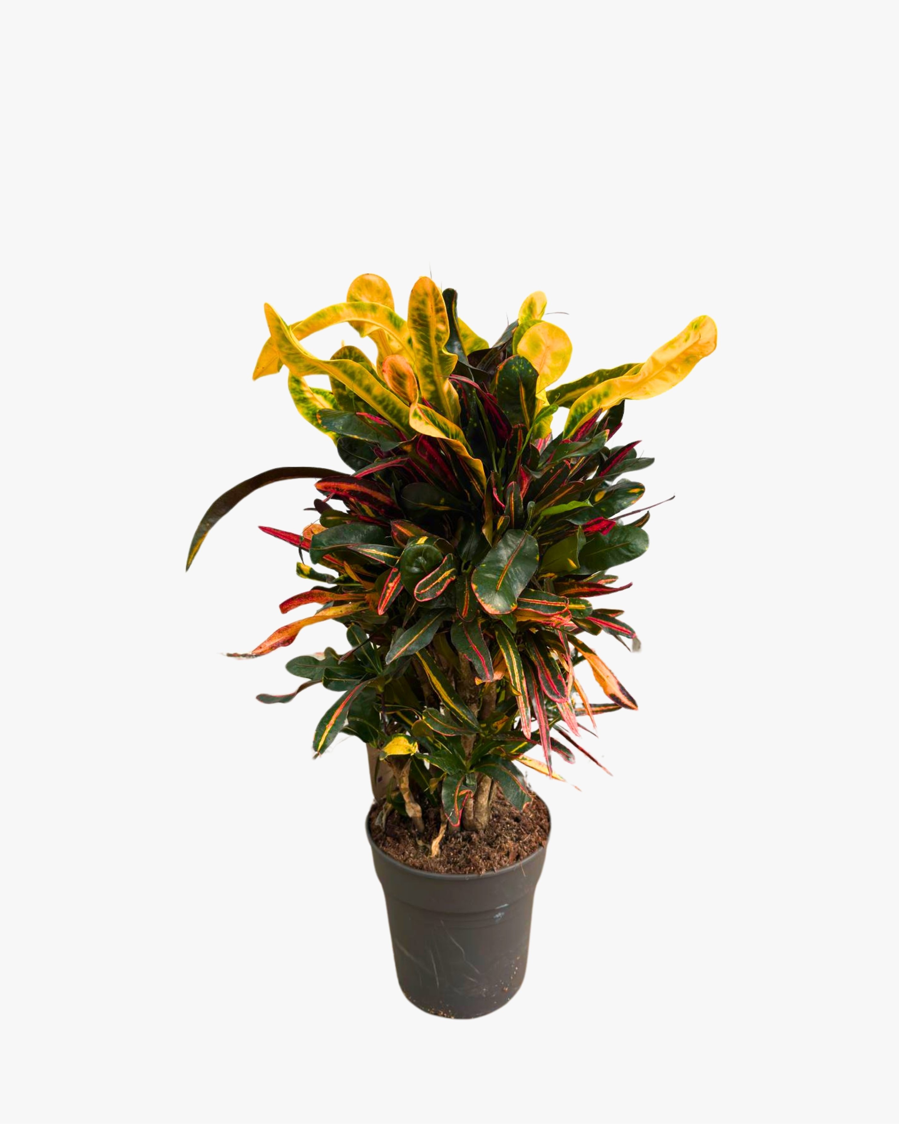 Kroton Bitkisi XL (Kraton - Croton Mammey)