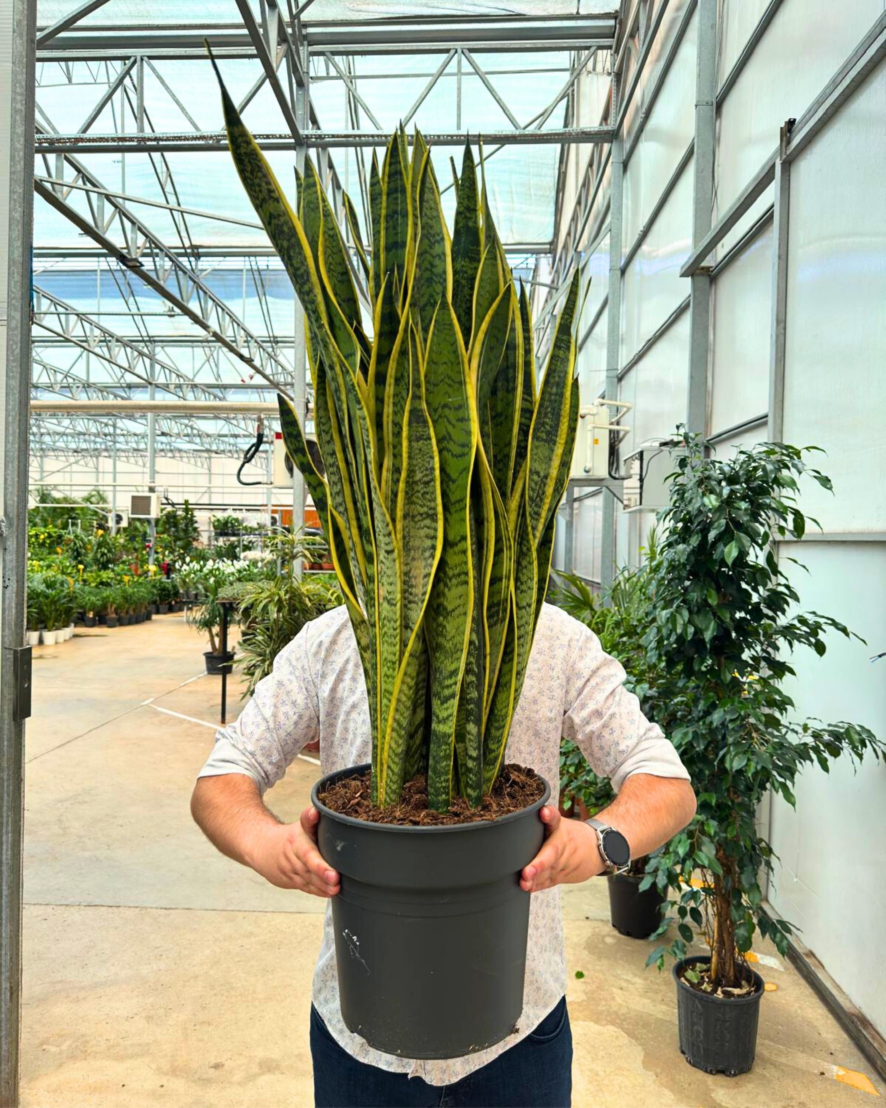 Uzun Paşa Kılıcı Çiçeği - Kılıç Çiçeği (Sansevieria Trifasciata Laurentii)