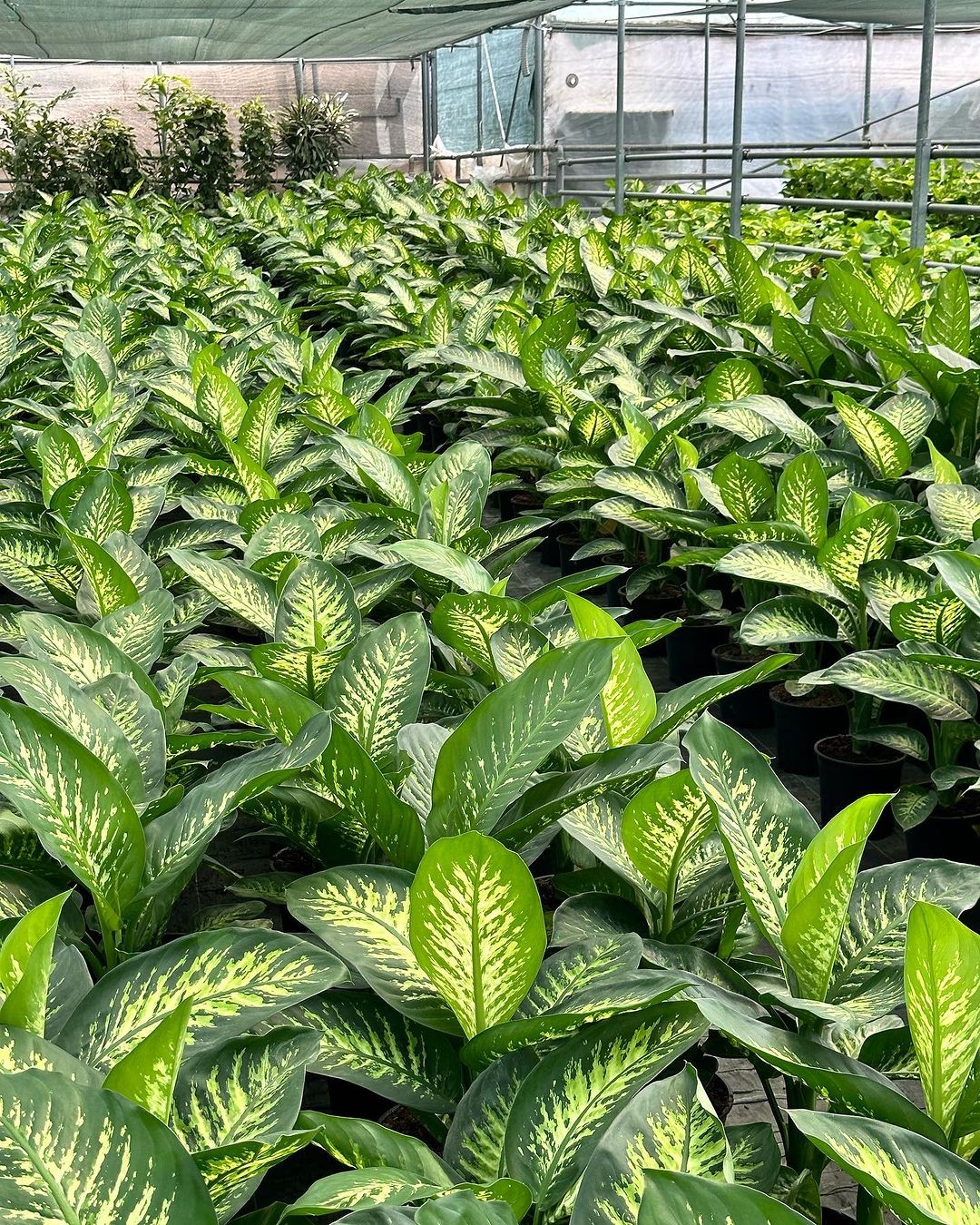 Difenbahya Large (Ağlayan Çiçek - Dieffenbachia Tropik Snow)