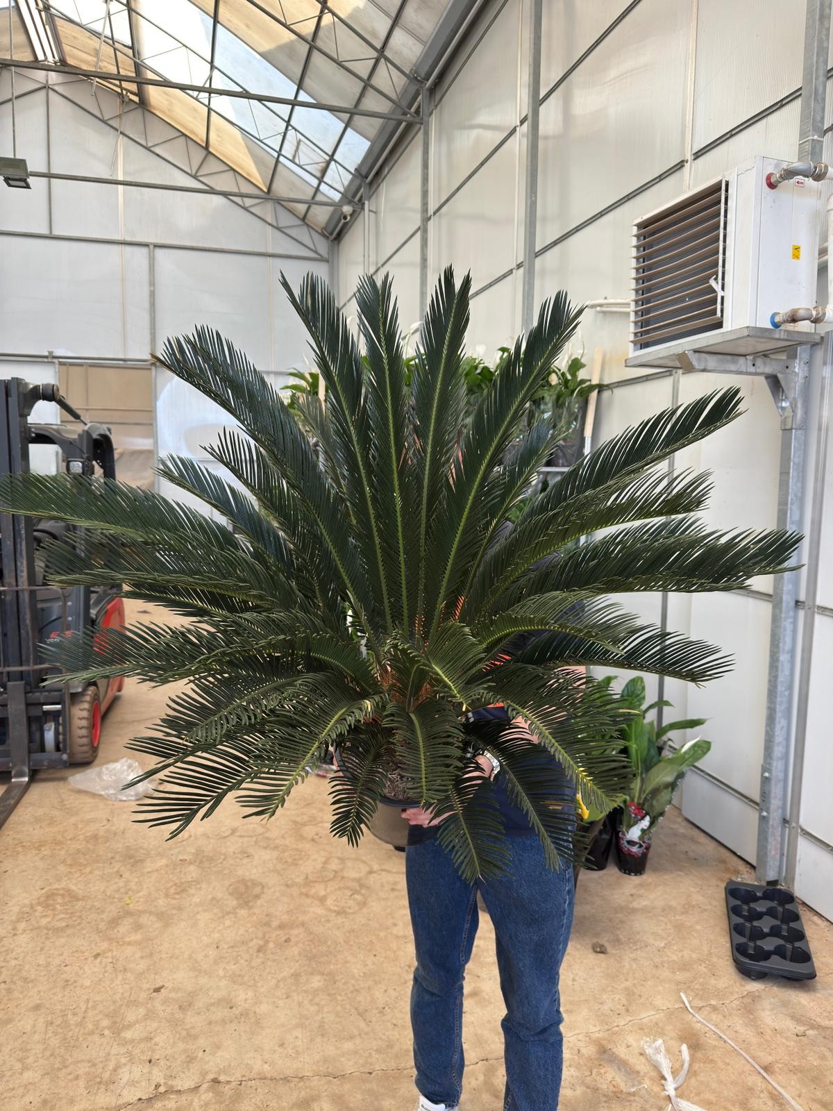 Dev Sikas Bitkisi (Japon Sago Palmiyesi - Cycas Revoluta)