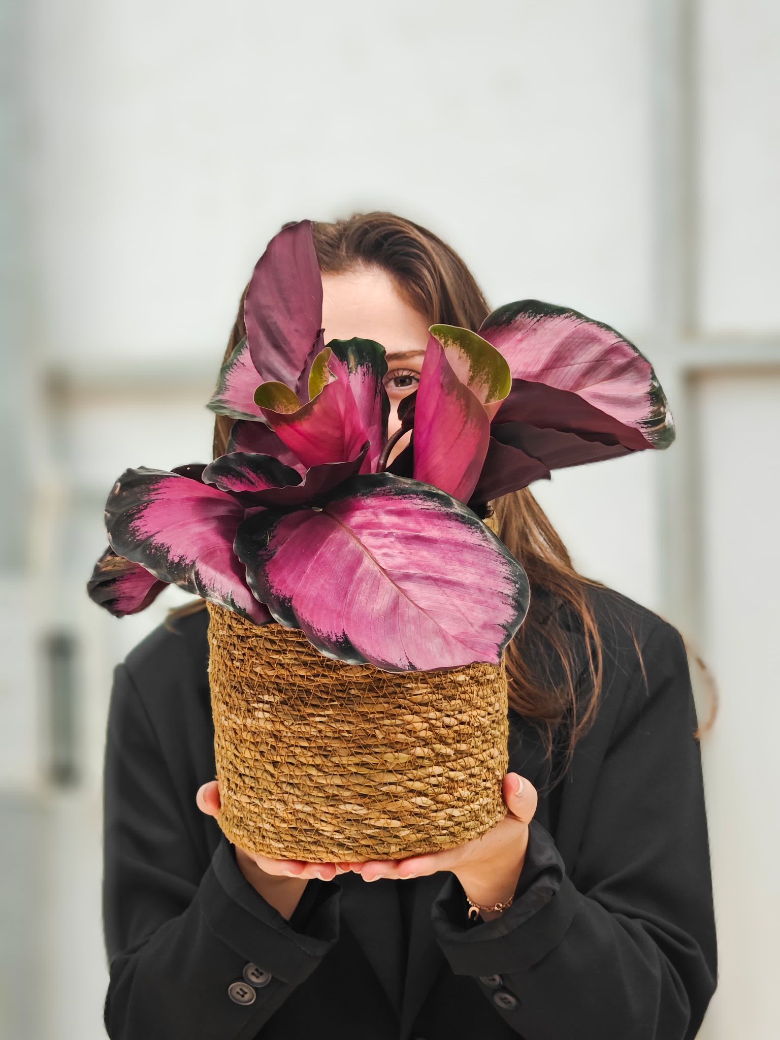 Dua Çiçeği (Kalatya Picturata Crimson - Calathea Picturata Crimson)