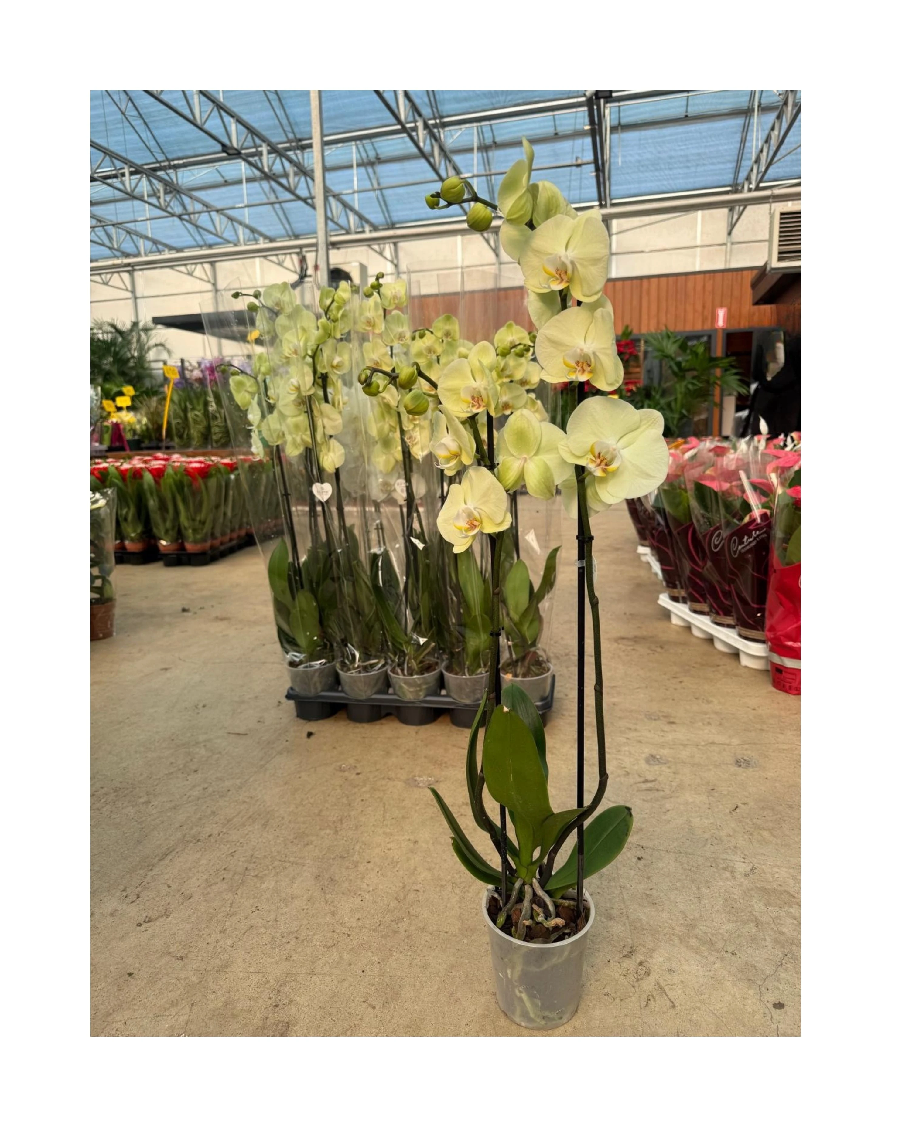 6'lı Paket Premium Sarı Orkide Seti (2 Dallı Phalaenopsis)