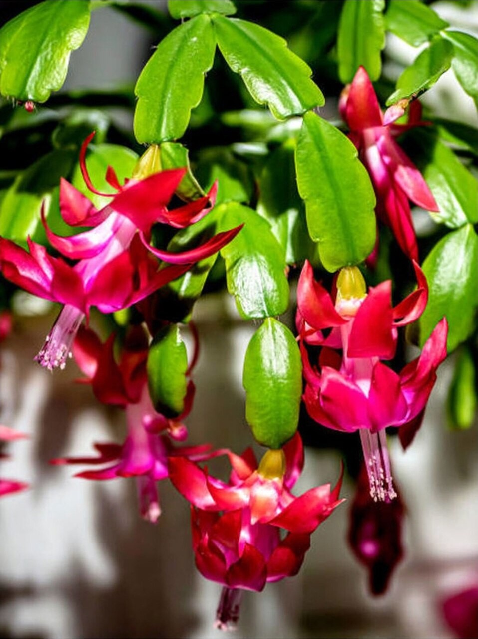 Yılbaşı Çiçeği (Schlumbergera)