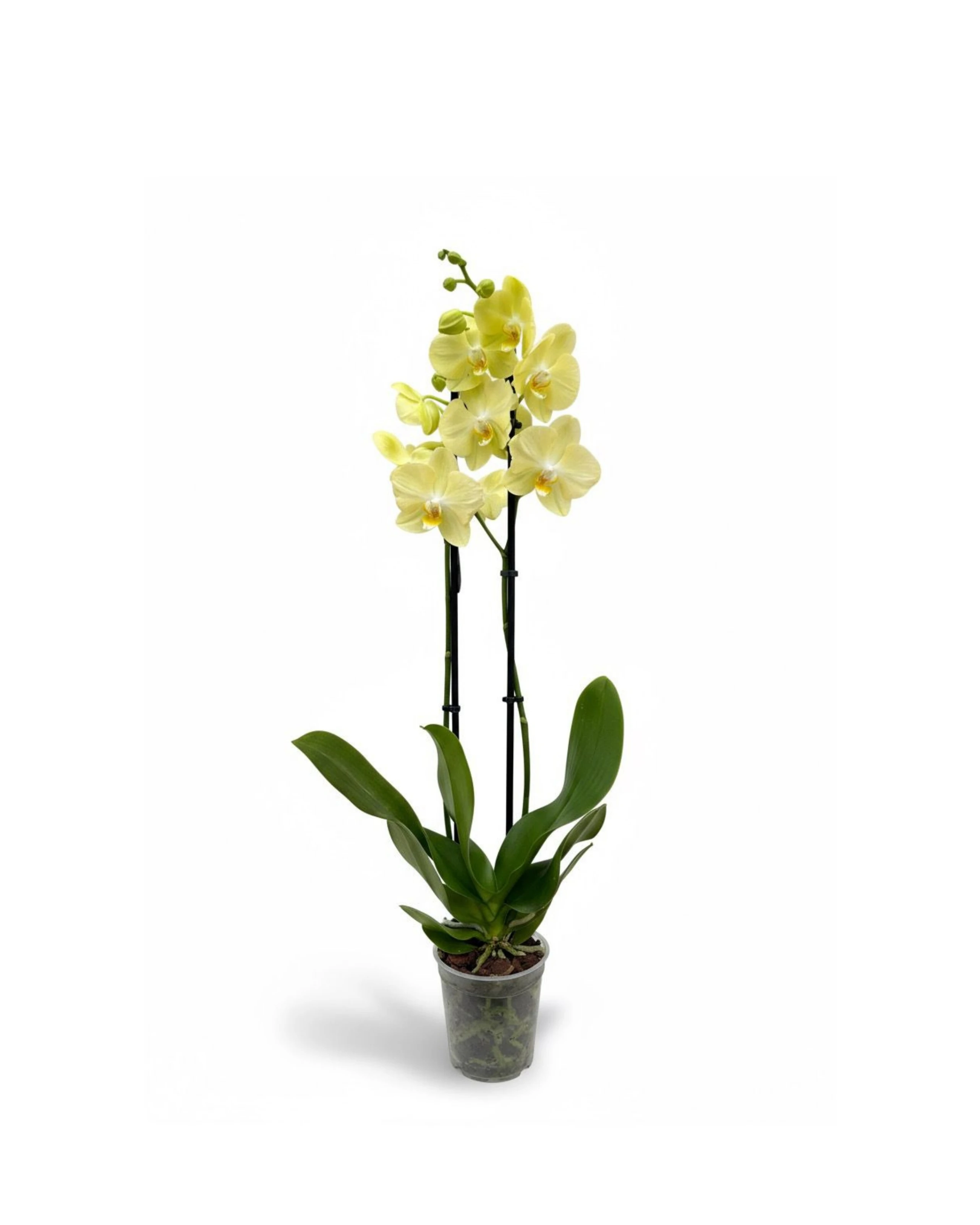 Çift Dallı Sarı Orkide Çiçeği - XL  (Phalaenopsis)