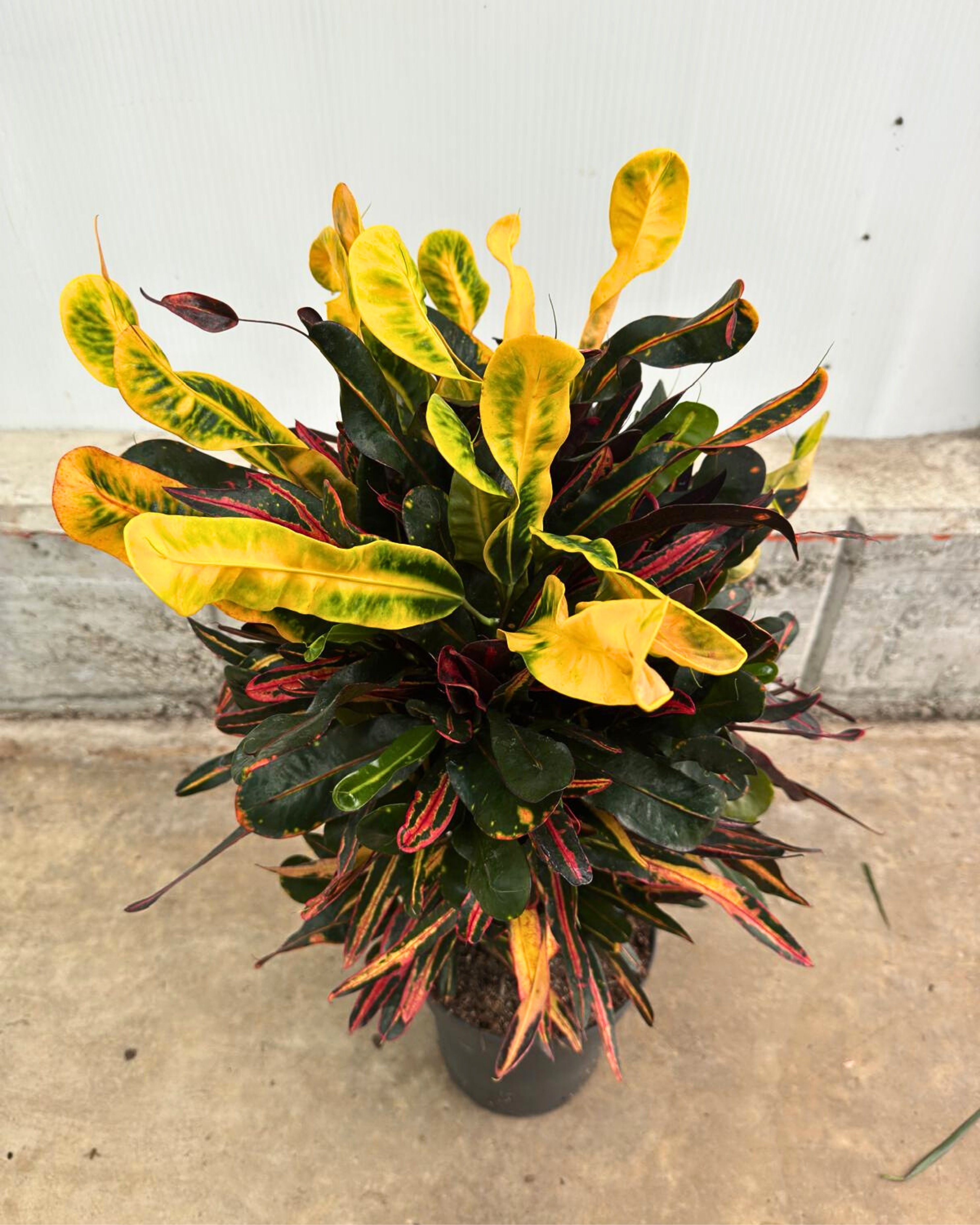 Kroton Bitkisi XL (Kraton - Croton Mammey)