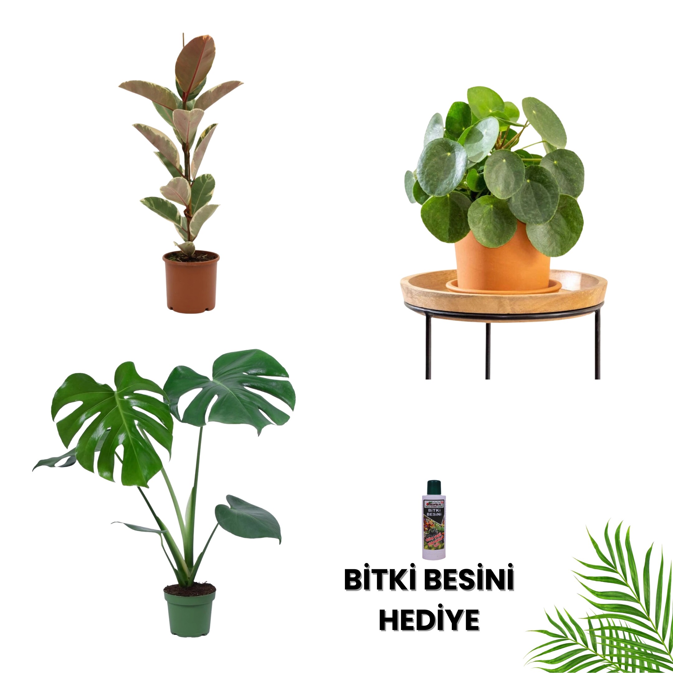 POPÜLER BİTKİ SETİ-Bitki Besini Hediyeli (Alacalı Kauçuk Çiçeği 80 cm / Pilea / Monstera 50-60 cm / Bitki Besini )