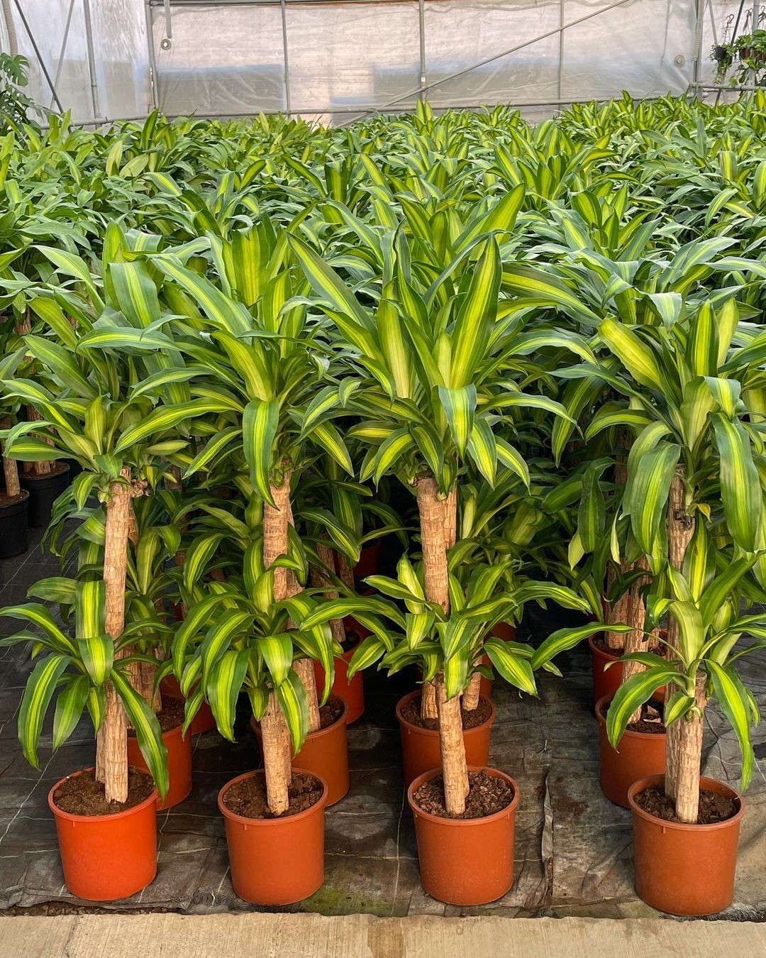 2 Gövdeli Dracena Massengena - XL (Dracena Fragrans)