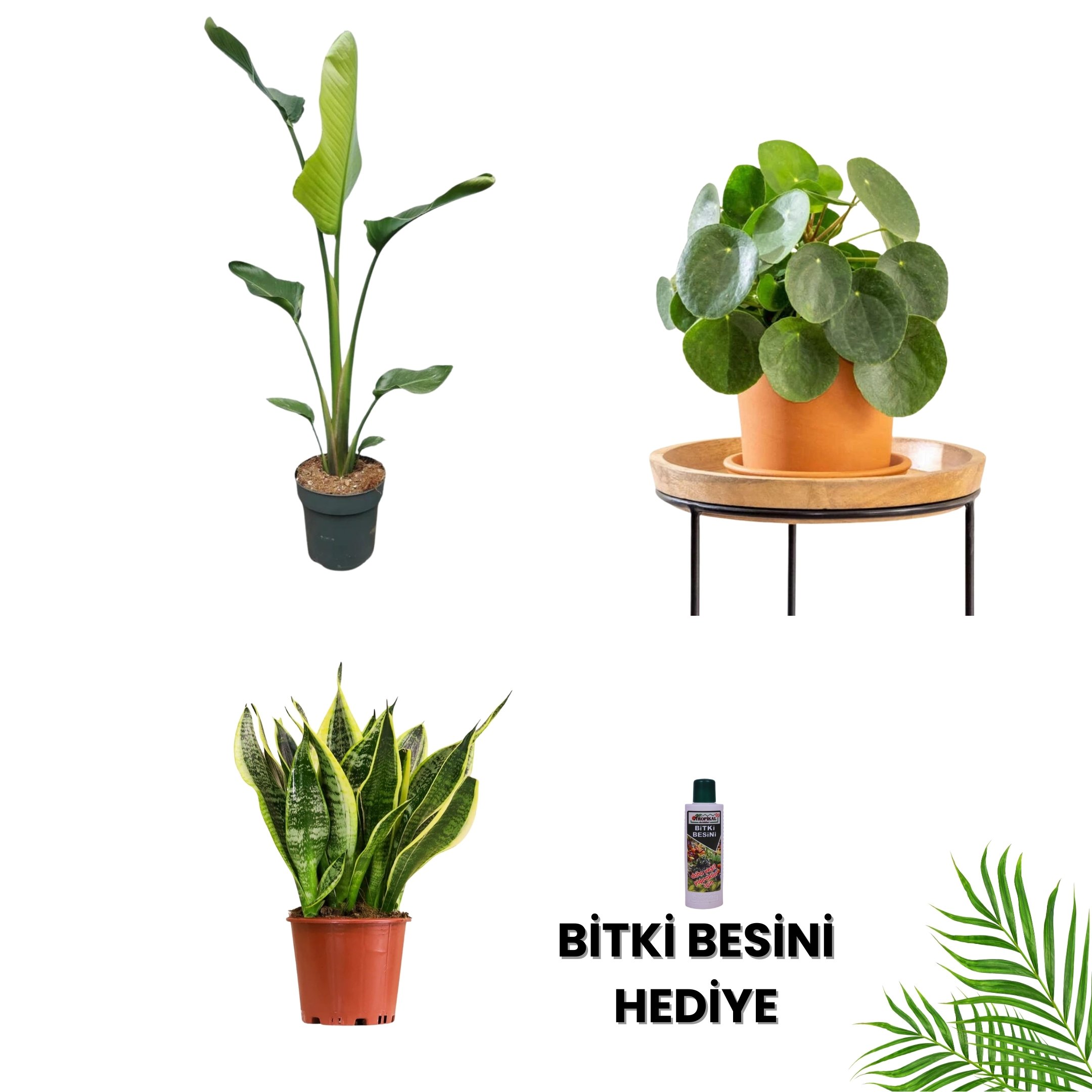 POPÜLER BİTKİ SETİ-Bitki Besini Hediyeli ( Tek Köklü Starliçe 100-120 cm / Pilea / Paşa Kılıcı Çiçeği 40 cm / Bitki Besini )