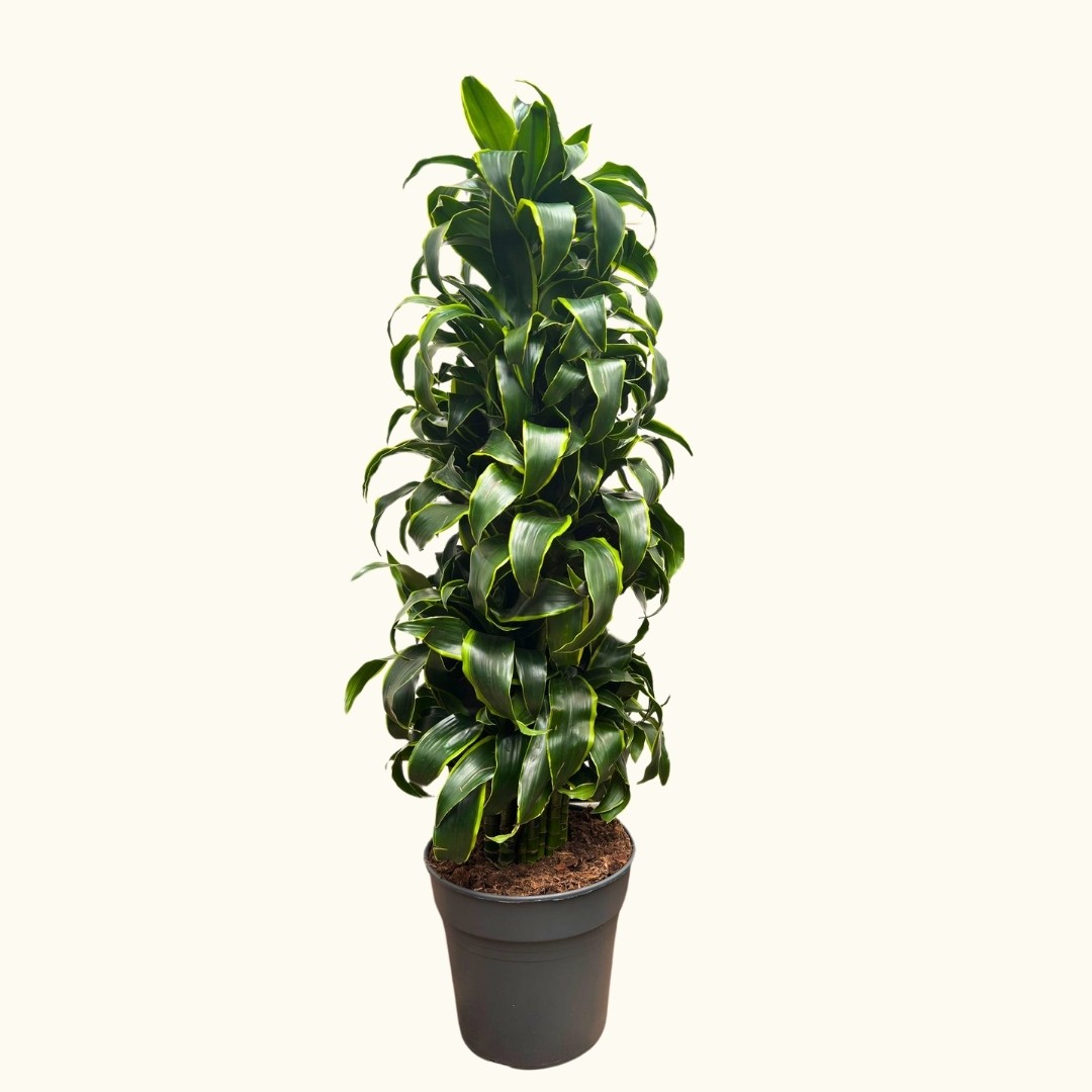 Sık Gövdeli Dracaena Dorado - XL (Dracena Fragrans Dorado )