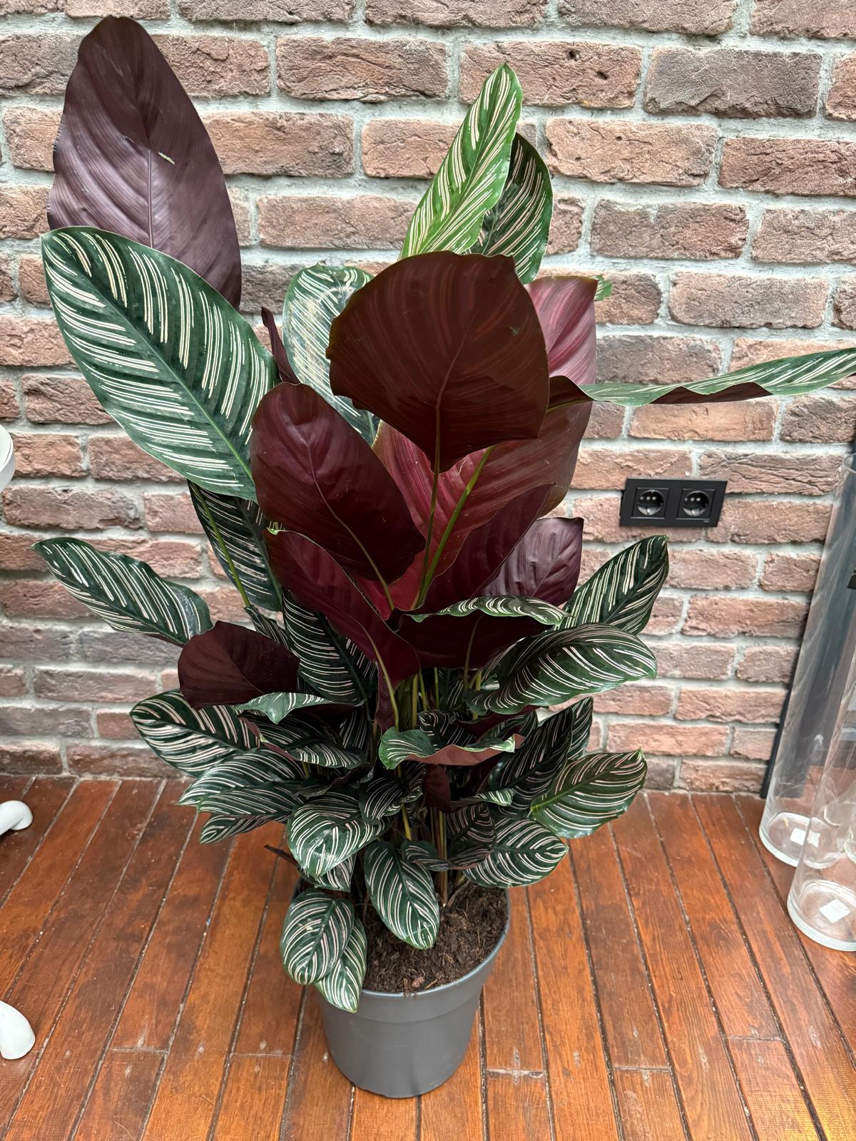 Dolgun Form Dua iei (Kalatya - Calathea Ornata) | Bitkim.com