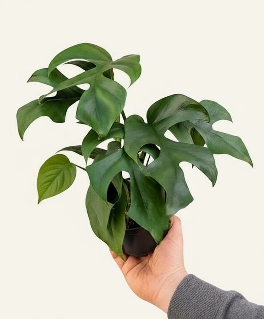 Deve Tabanı Çiçeği (Monstera Minima)