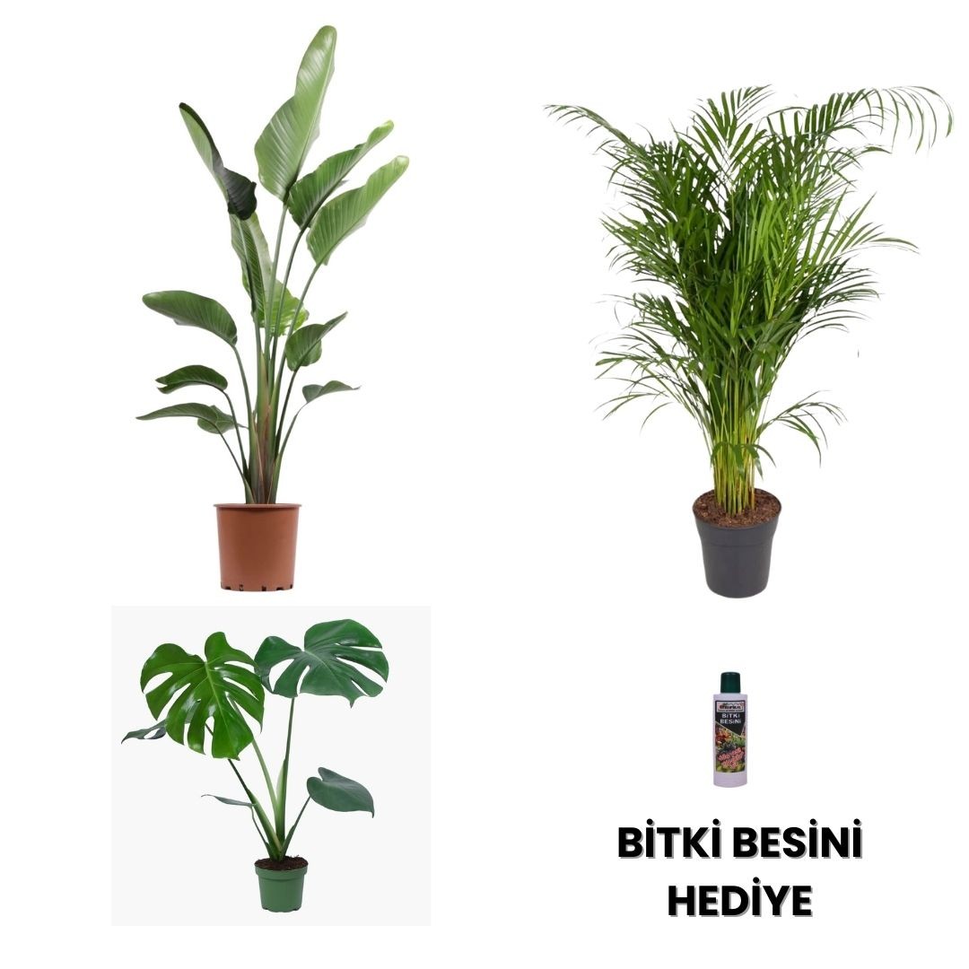 SALON BİTKİ SETİ-Bitki Besini Hediyeli ( Starliçe - 3 Köklü XL / Areka Salon Palmiyesi 120-140 cm / Monstera 50-60 cm / Bitki Besini )