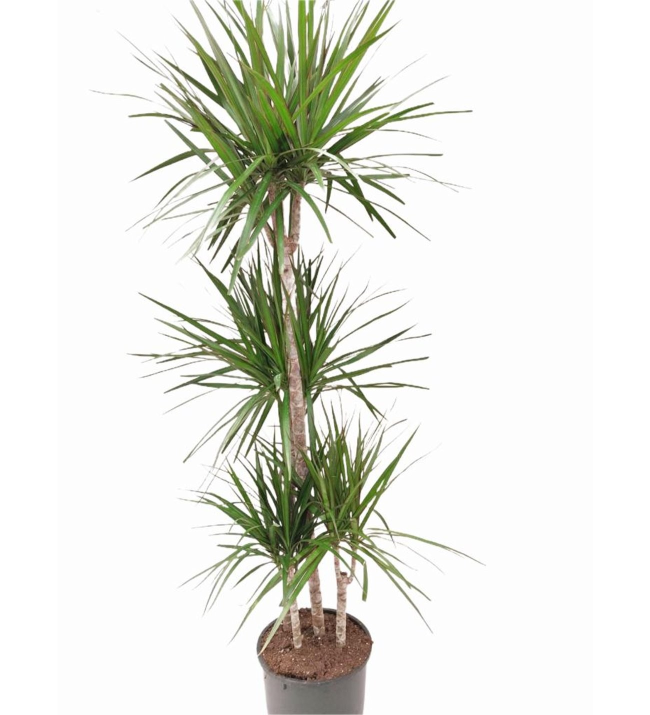 4 Gövdeli Madagaskar Dragon Ağacı (Draçena - Dracena Marginata)