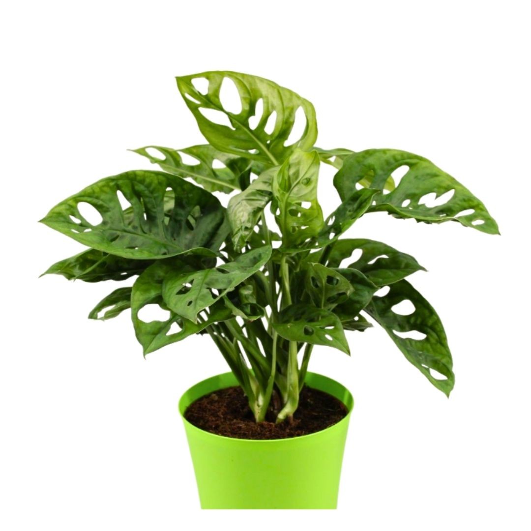 Dolgun Form Deve Tabanı Çiçeği (Monstera Adansonii Monkey Mask)