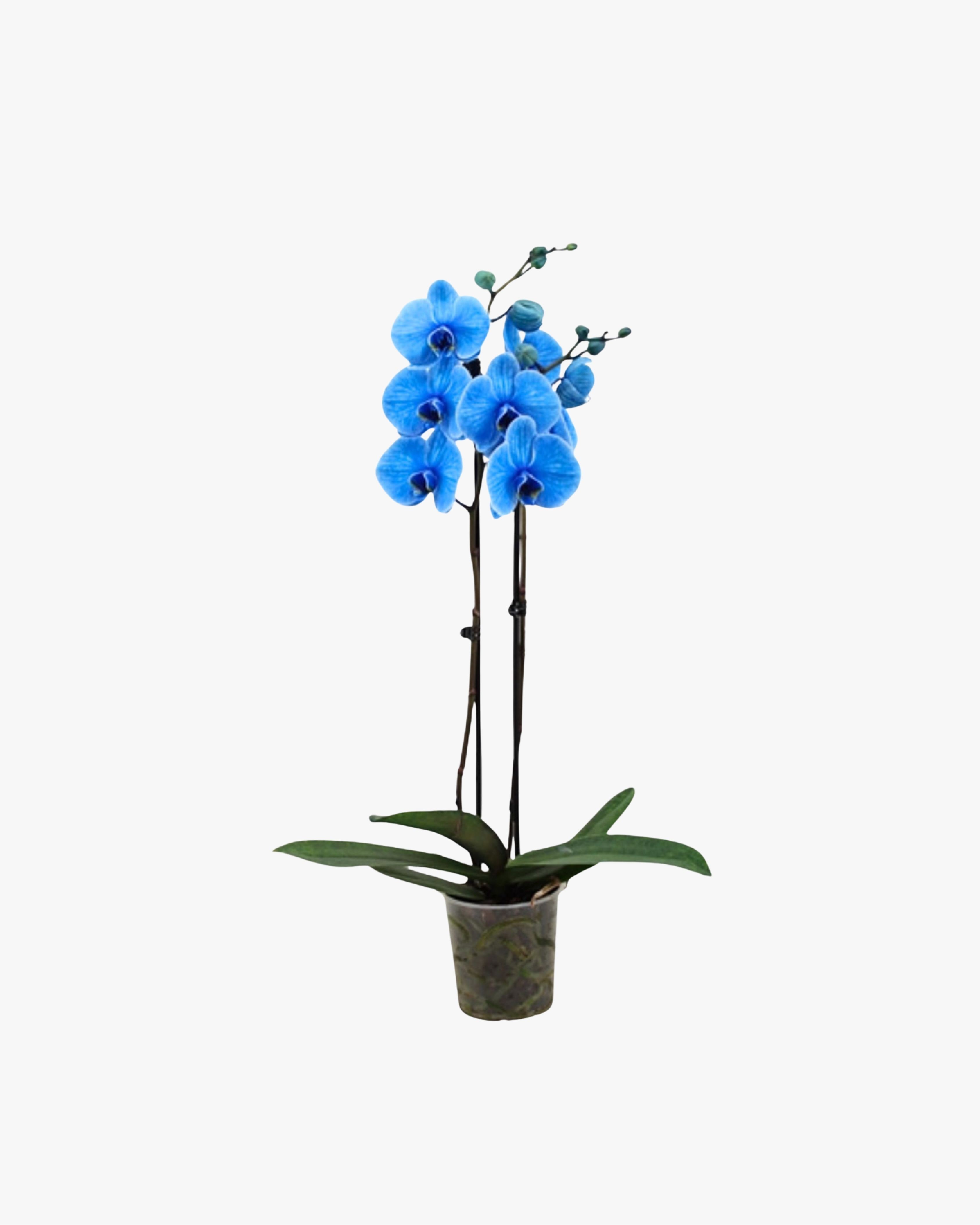 Çift Dallı XL Mavi Orkide Çiçeği (2 Dallı Phalaenopsis)