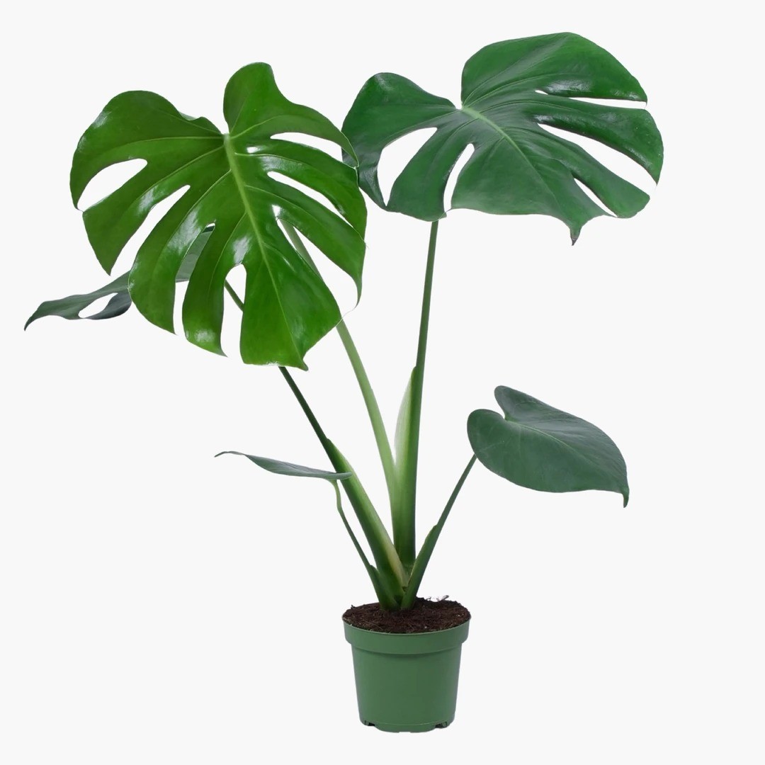 POPÜLER BİTKİ SETİ-Bitki Besini Hediyeli (Alacalı Kauçuk Çiçeği 80 cm / Pilea / Monstera 50-60 cm / Bitki Besini )