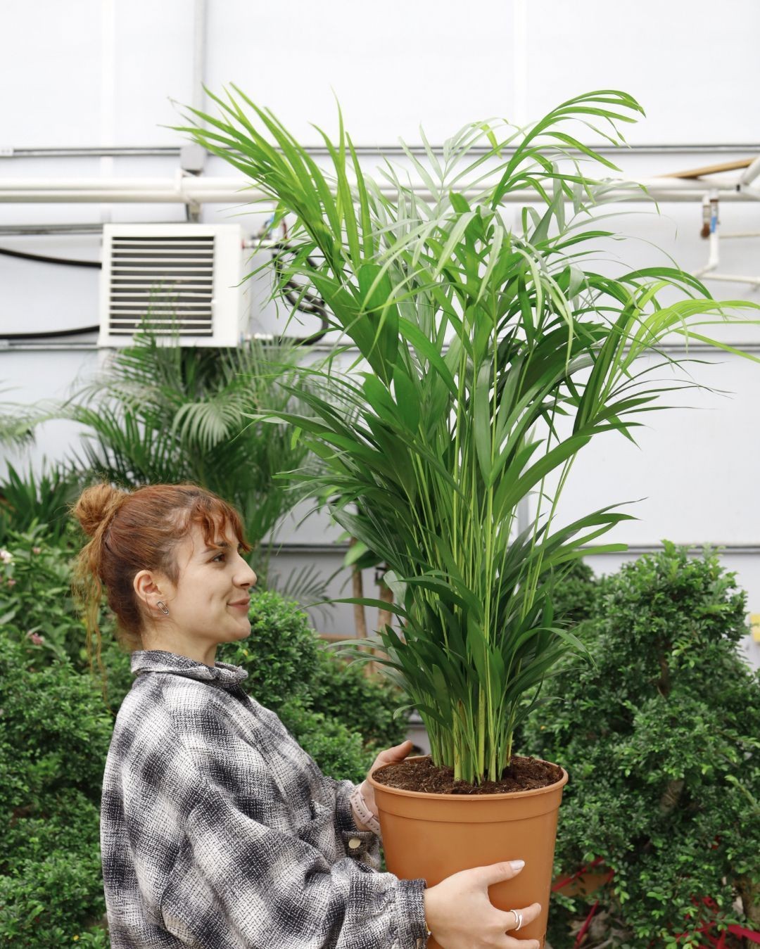 Sık Köklü Areka Salon Palmiyesi - Large (Dypsis Lutescens)