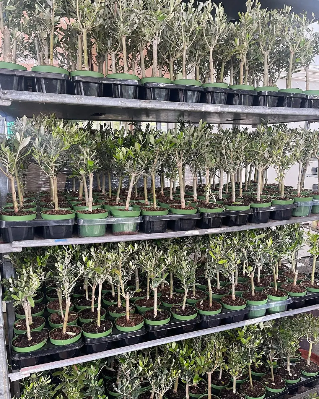 Bonsai Zeytin Aac - Small (Olive Tree) | Bitkim.com