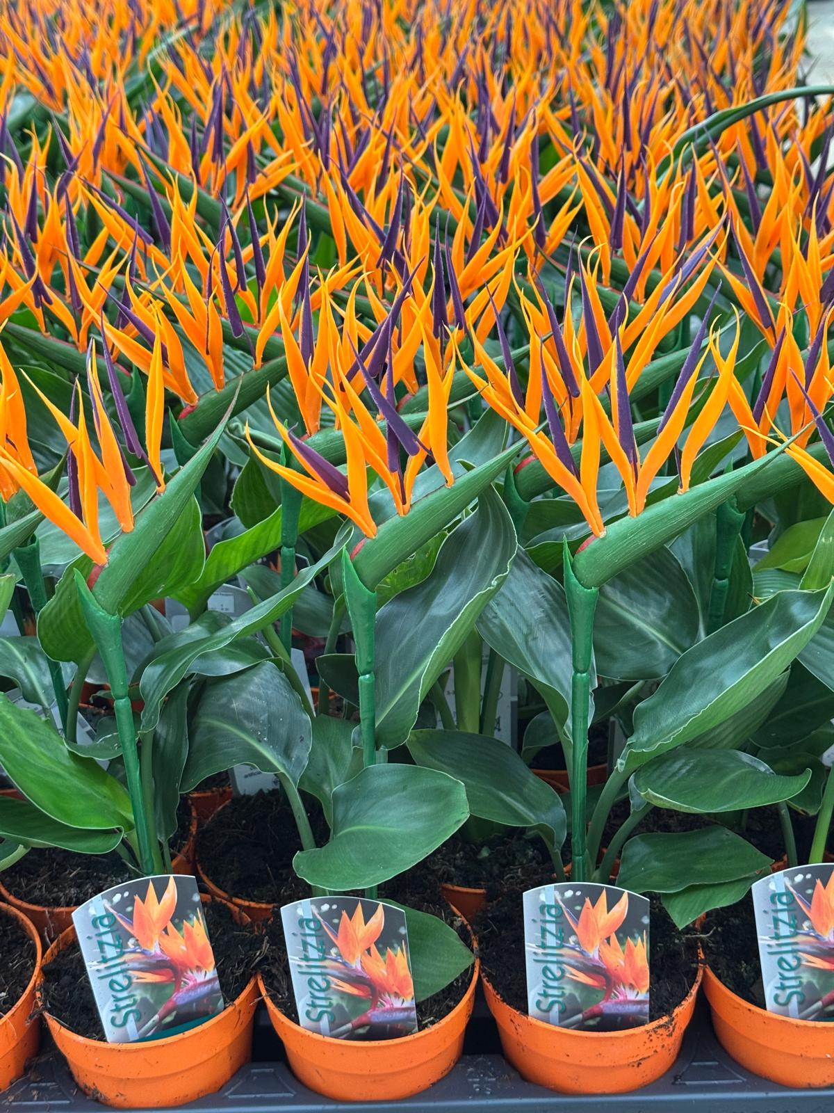 Starliçe (Yapay Çiçekli Cennet Kuşu Çiçeği - Strelitzia Regina)