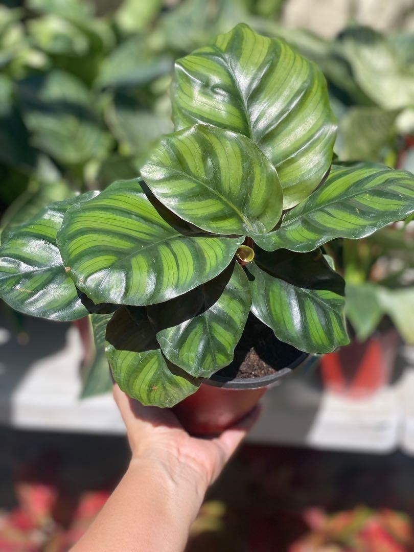 Dua Çiçeği (Kalatya Fasciata - Calathea Fasciata)