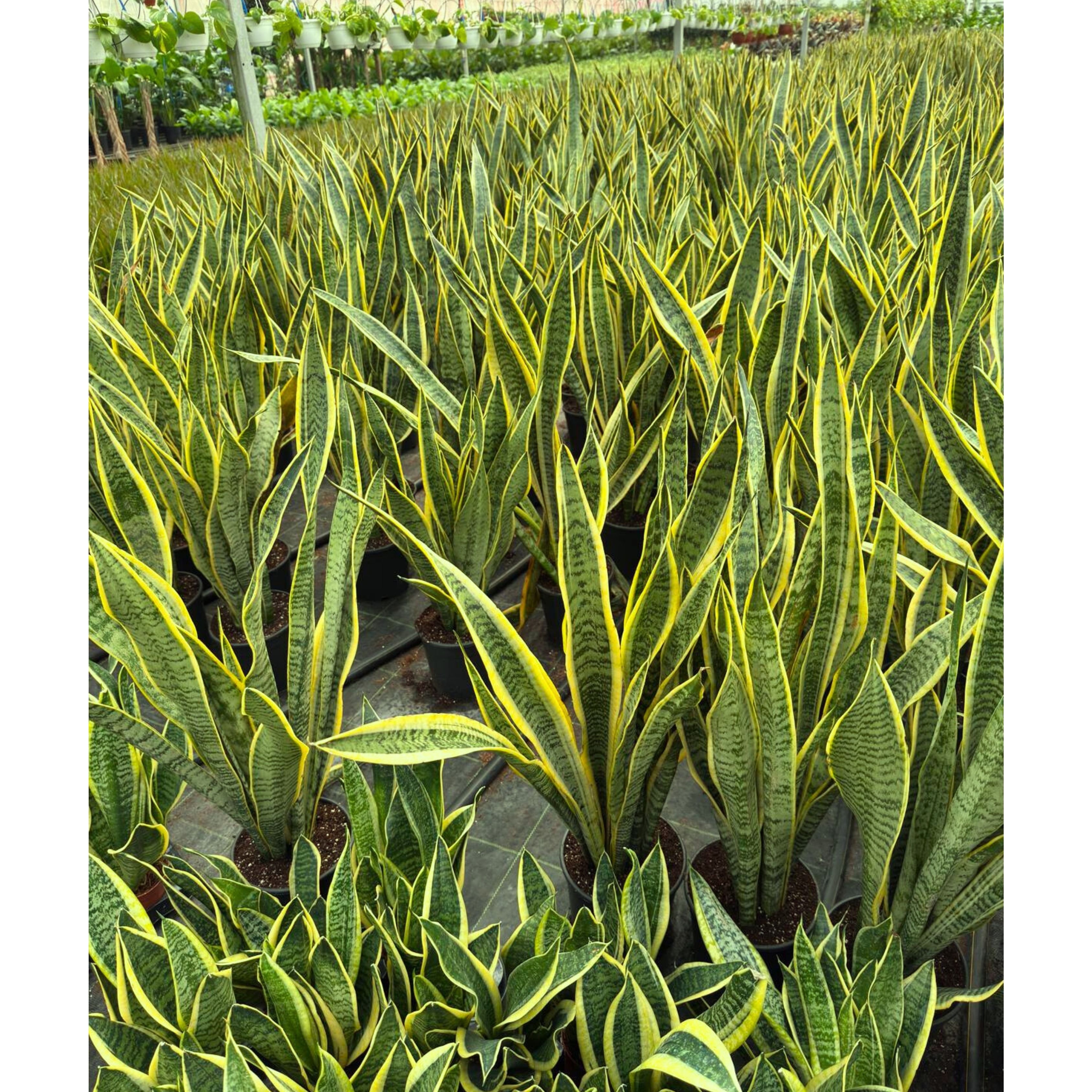 Uzun Paşa Kılıcı Çiçeği - Kılıç Çiçeği (Sansevieria Trifasciata Laurentii)