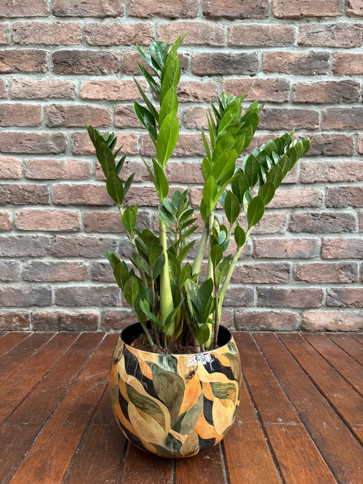 Zamia iei (Zeze - Zamioculcas Zamiifolia) | Bitkim.com