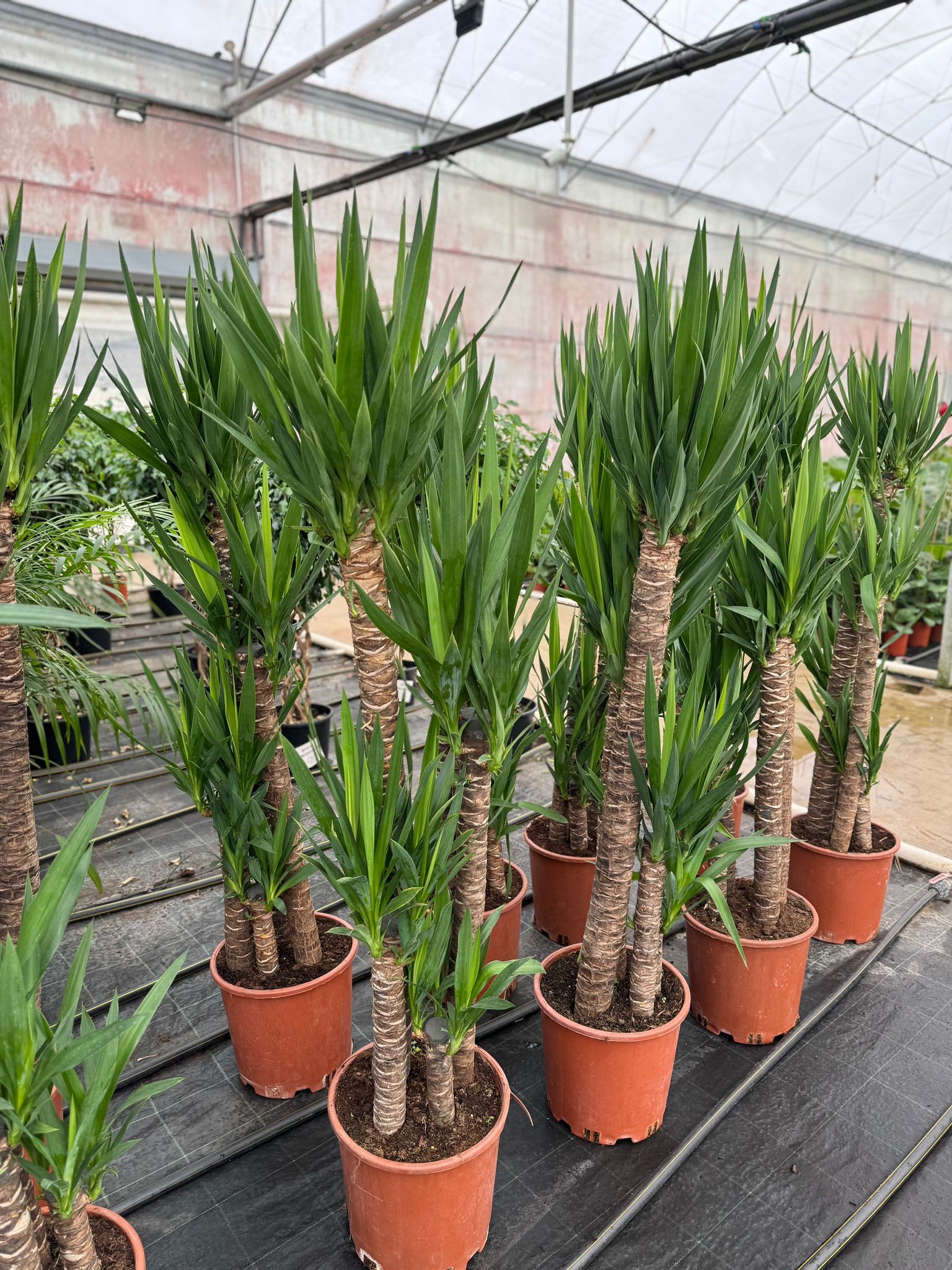 4 Gövdeli Yuka Çiçeği - Uzun XXL (Avize Çiçeği - Yucca Elephantipes)