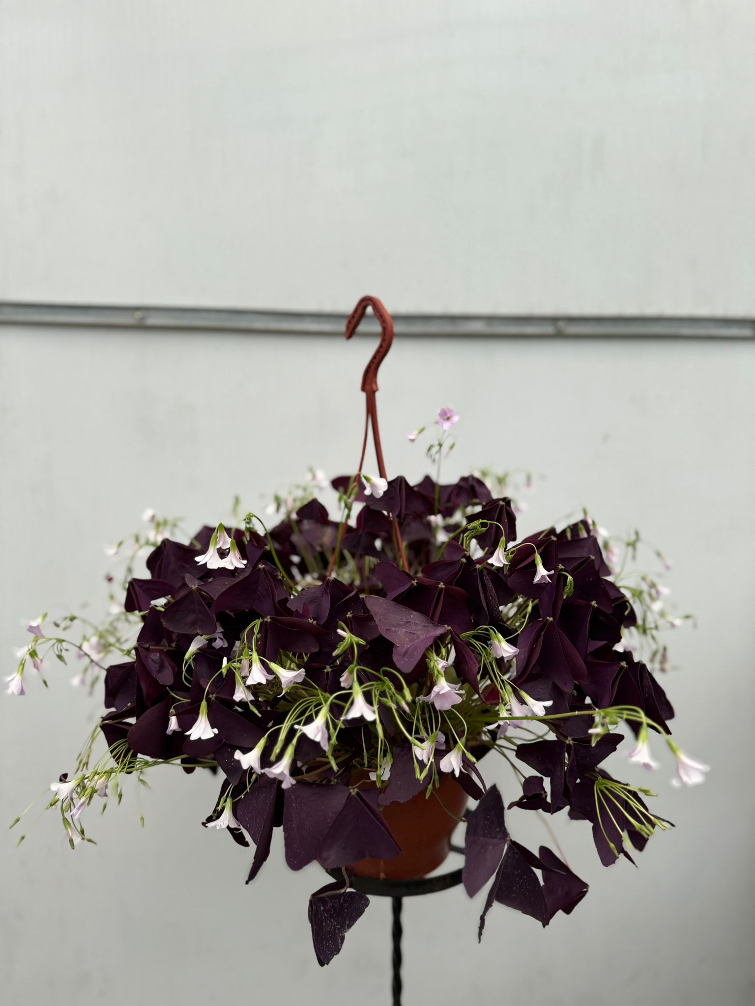 Askılı Mor Süs Yoncası (Oxalis Triangularis)