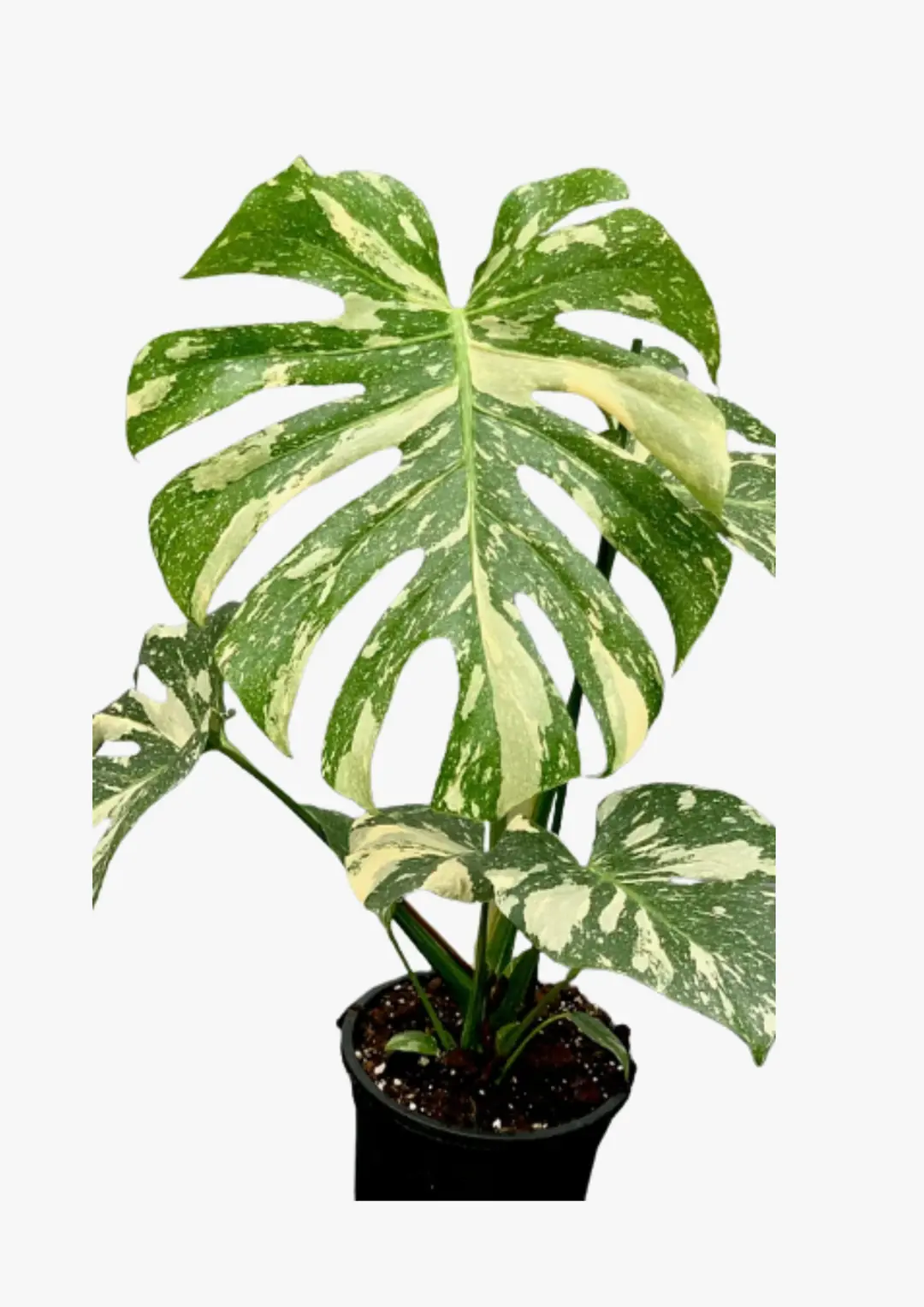 philodendron birkin hybrid 6 in. Philodendron Birkin Plant in Grower Container main image 1