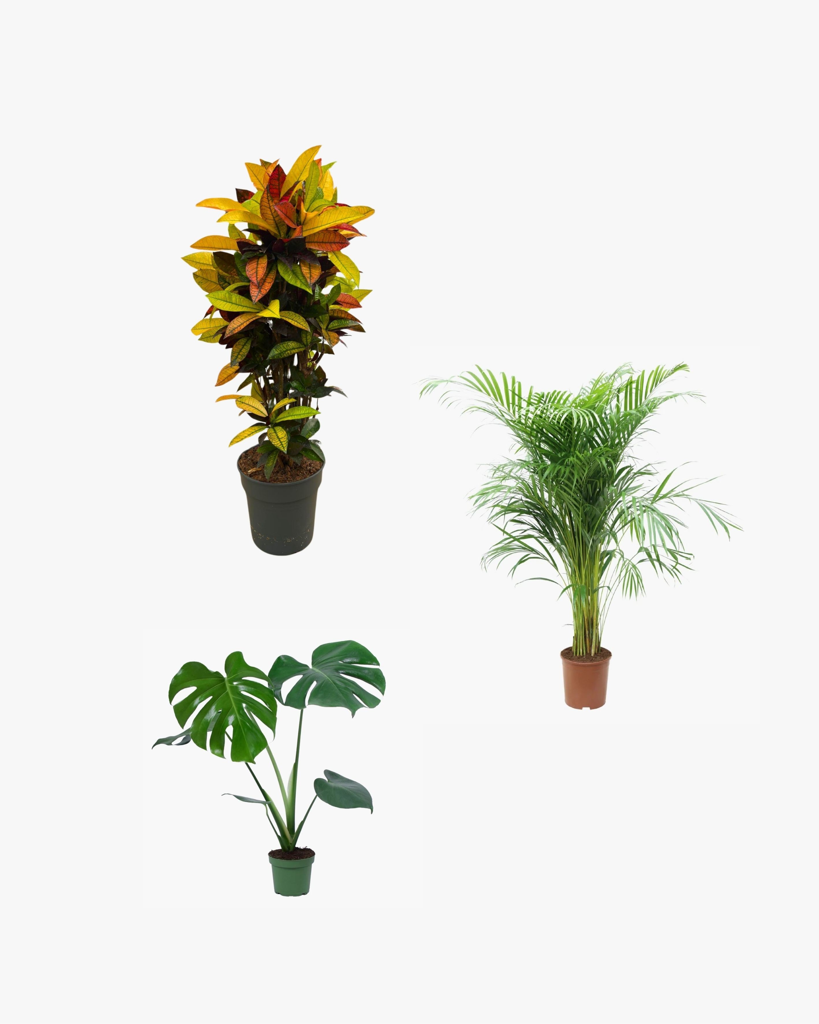 SALON BİTKİ SETİ ( Kraton Iceton / Areka Salon Palmiyesi 120-140 cm / Monstera 50-60 cm )