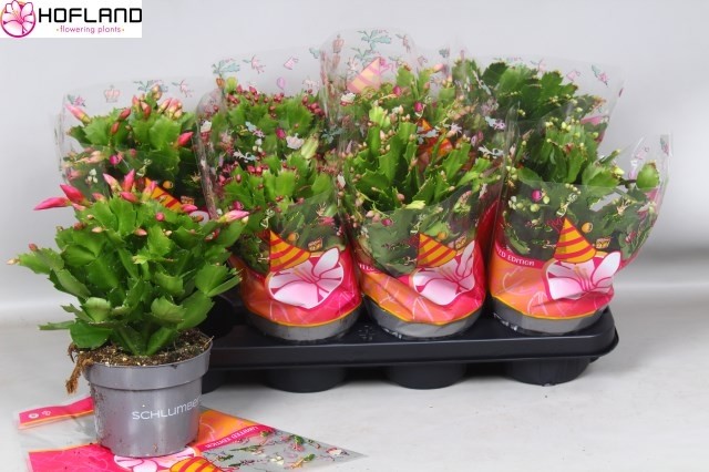 Yılbaşı Çiçeği (Schlumbergera)