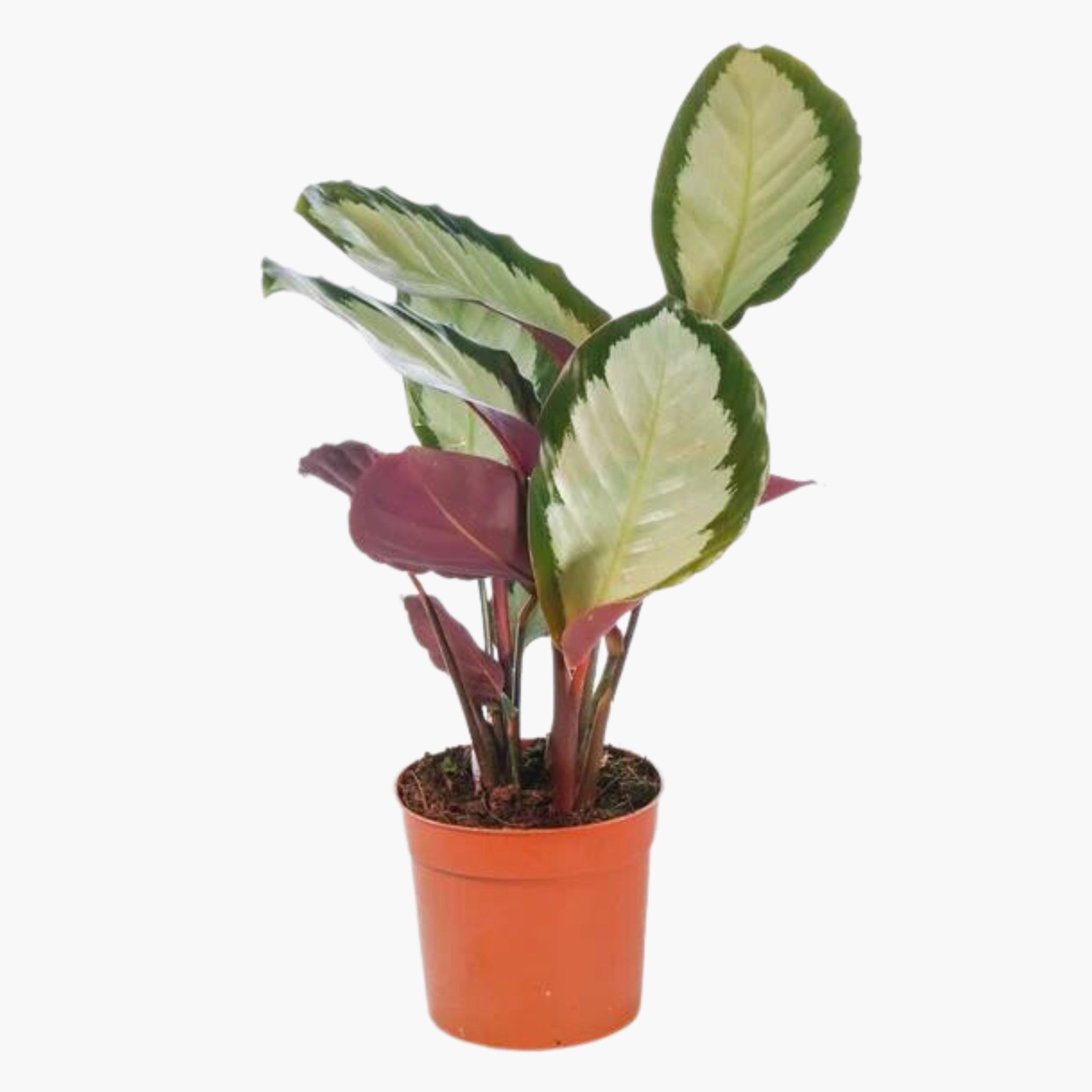 Dua Çiçeği (Kalatya Picturata - Calathea Picturata Argenta)