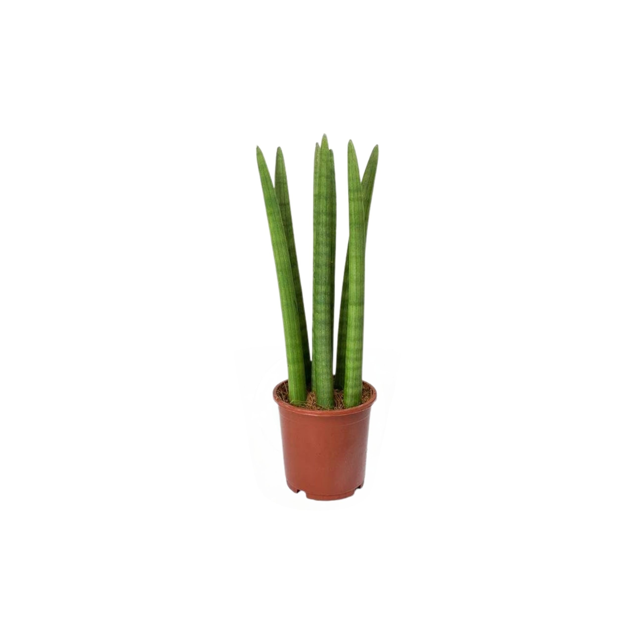 Paşa Kılıcı Çiçeği (Sansevieria Cylindrica )