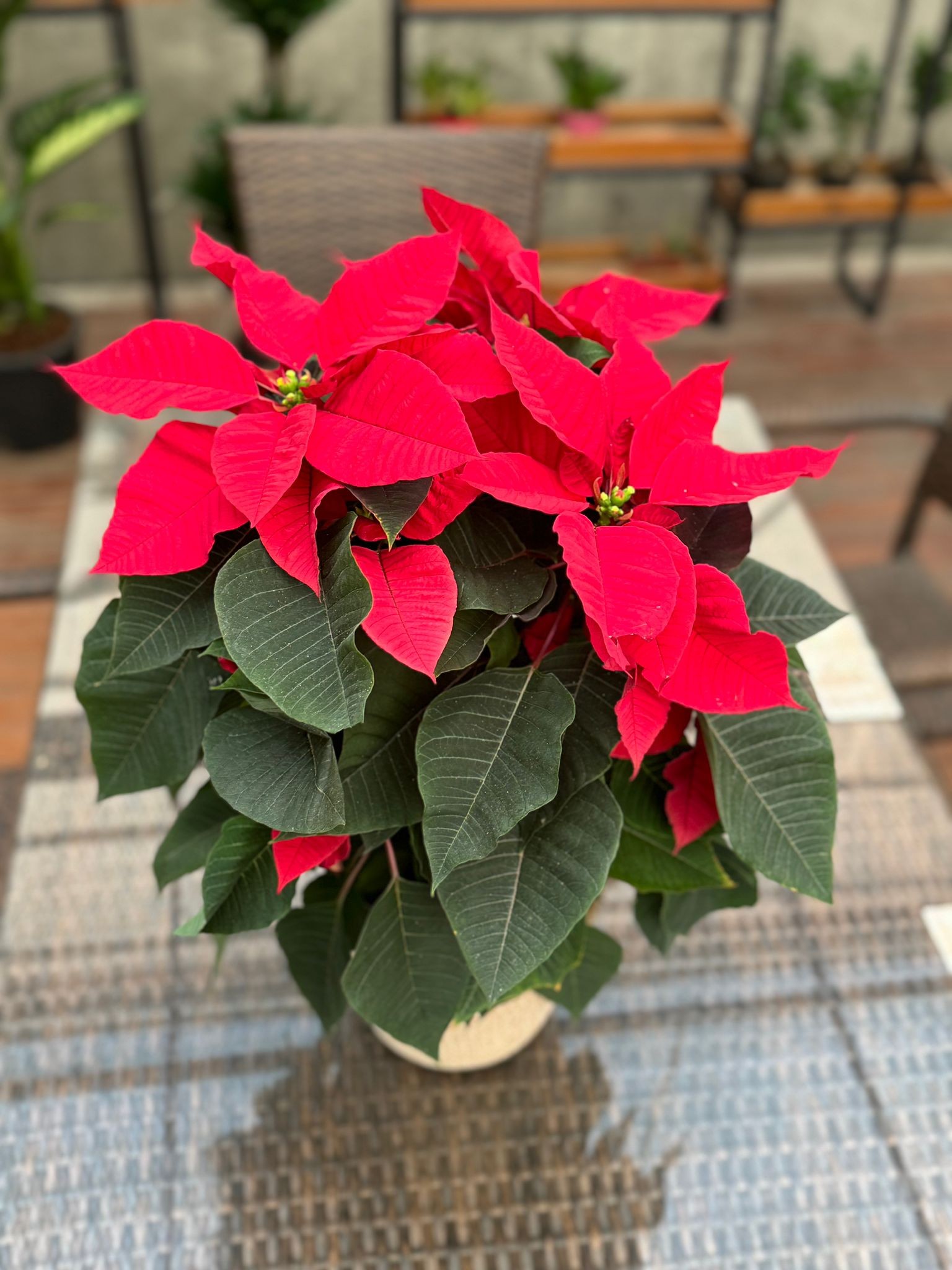 Atatürk Çiçeği-Ponsetya (Poinsettia)
