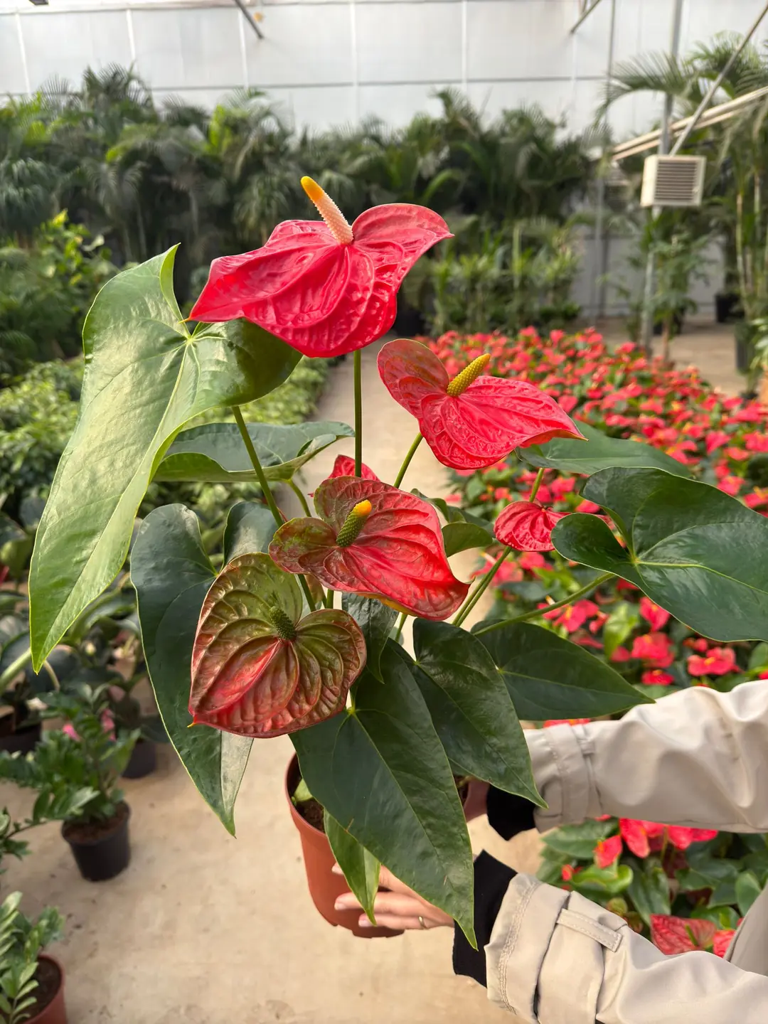 Krmz Antoryum (Flamingo iei-Anthurium) - Large 70-80 cm | Bitkim.com