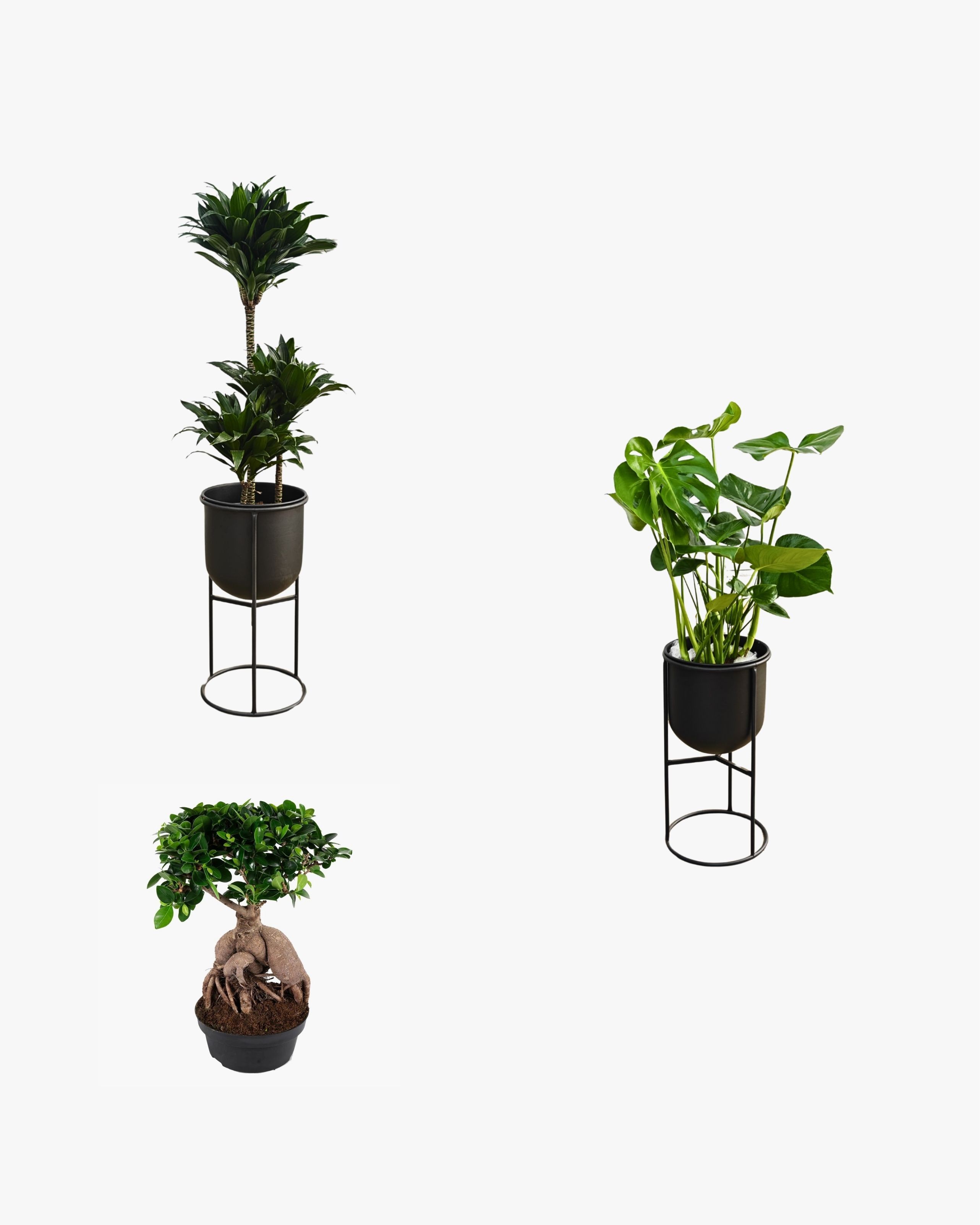 METAL SAKSILI SALON BİTKİ SETİ (Dracena Compacta  / Monstera XL / Bonsai / Efes Ayaklı Metal Saksı 25cm / Efes Ayaklı Metal Saksı 25 cm)