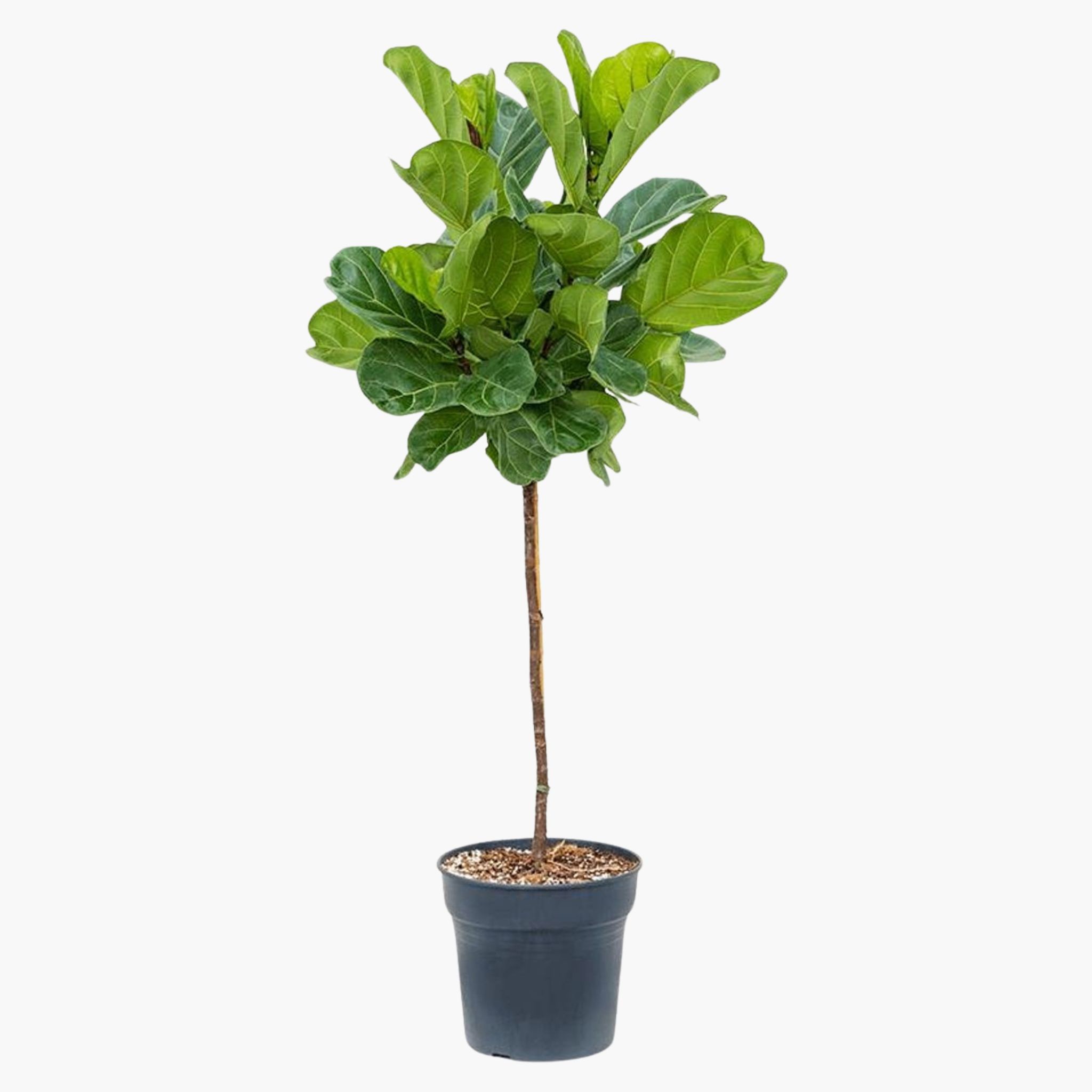 Örgülü Keman Yapraklı Kauçuk Çiçeği (Ficus Lyrata)