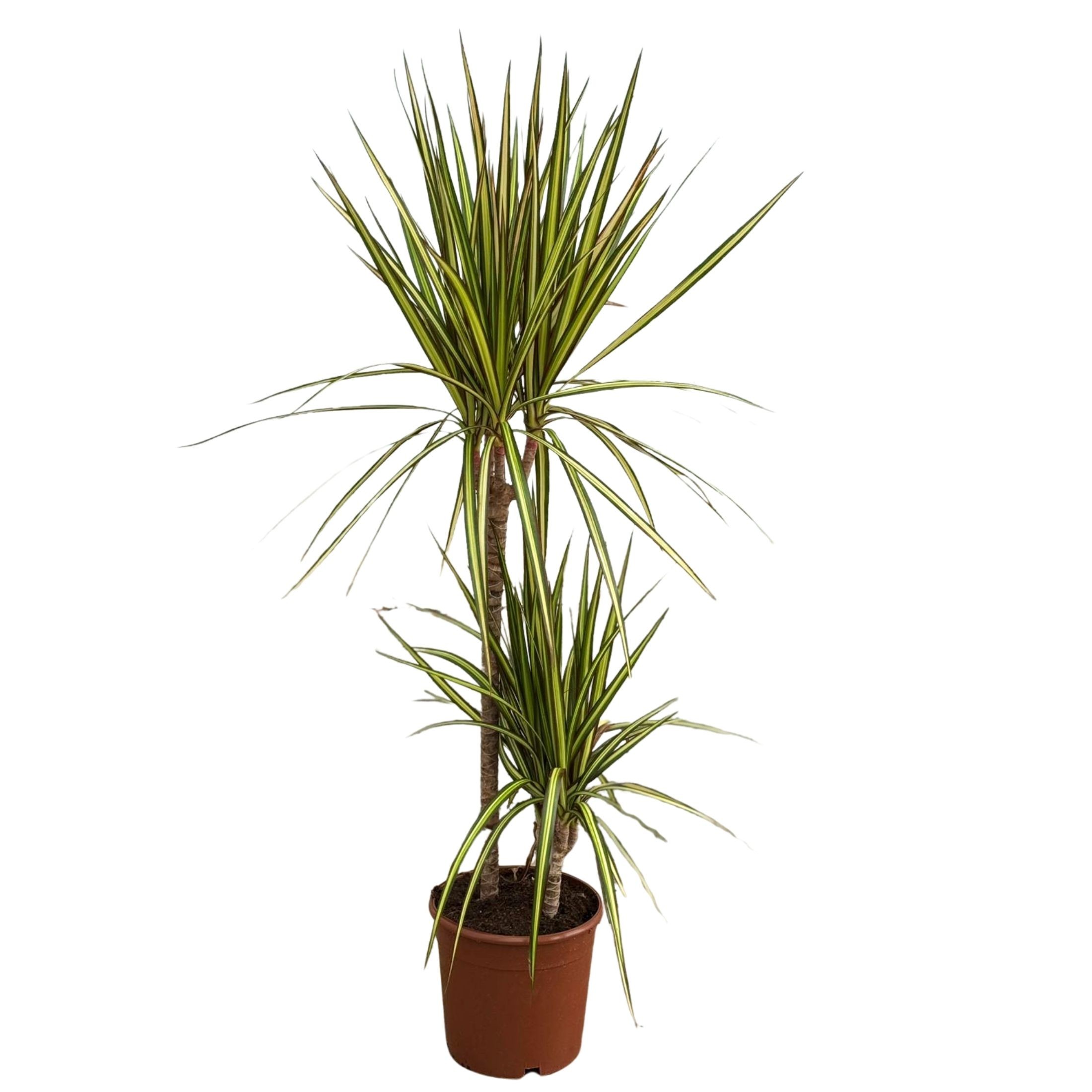 2 Gövdeli Büyük Madagaskar Dragon Ağacı Sunray (Draçena - Dracena Marginata Sunray)