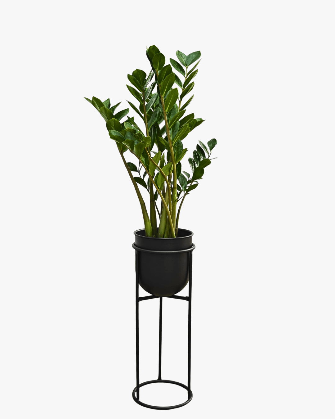 METAL SAKSILI SALON BİTKİ SETİ ( Zamia  / Paşa Kılıcı / Bonsai / Efes Ayaklı Metal Saksı 25cm / Efes Ayaklı Metal Saksı 20cm  )