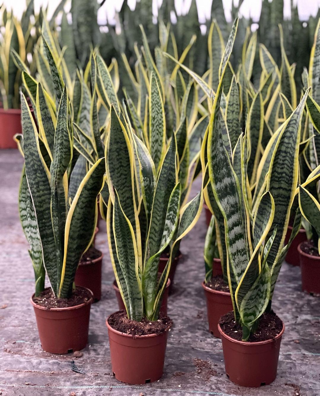 Paşa Kılıcı Çiçeği - Kılıç Çiçeği (Sansevieria Trifasciata Laurentii)