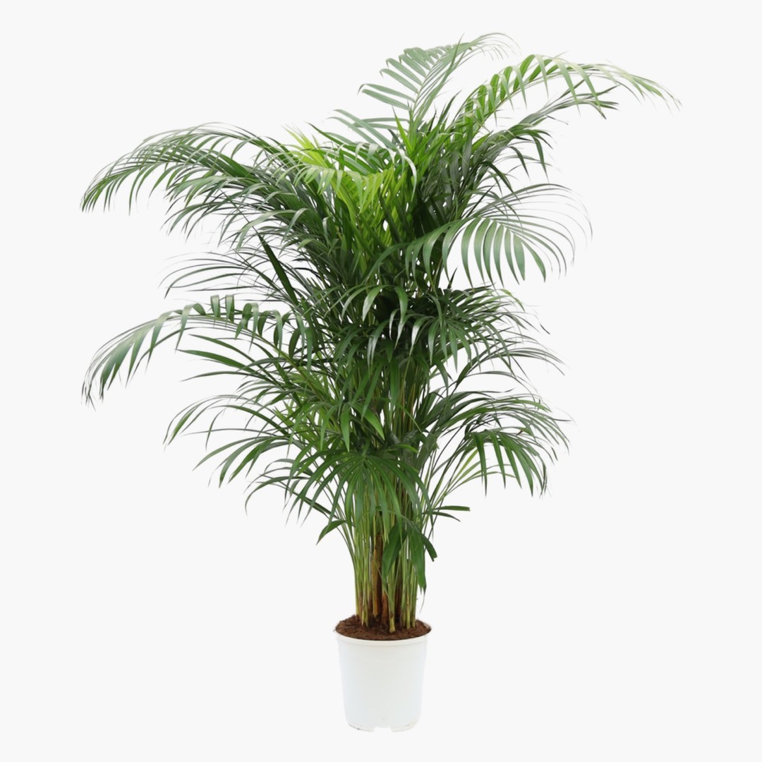 Çok Sık Köklü Areka Salon Palmiyesi 120-140 cm - XXL (Dypsis Lutescens)