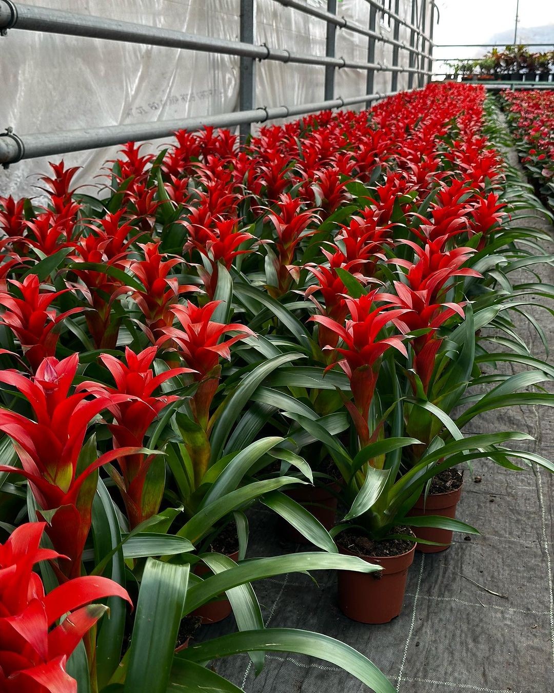 Kırmızı Guzmanya (Guzmania Calypso)